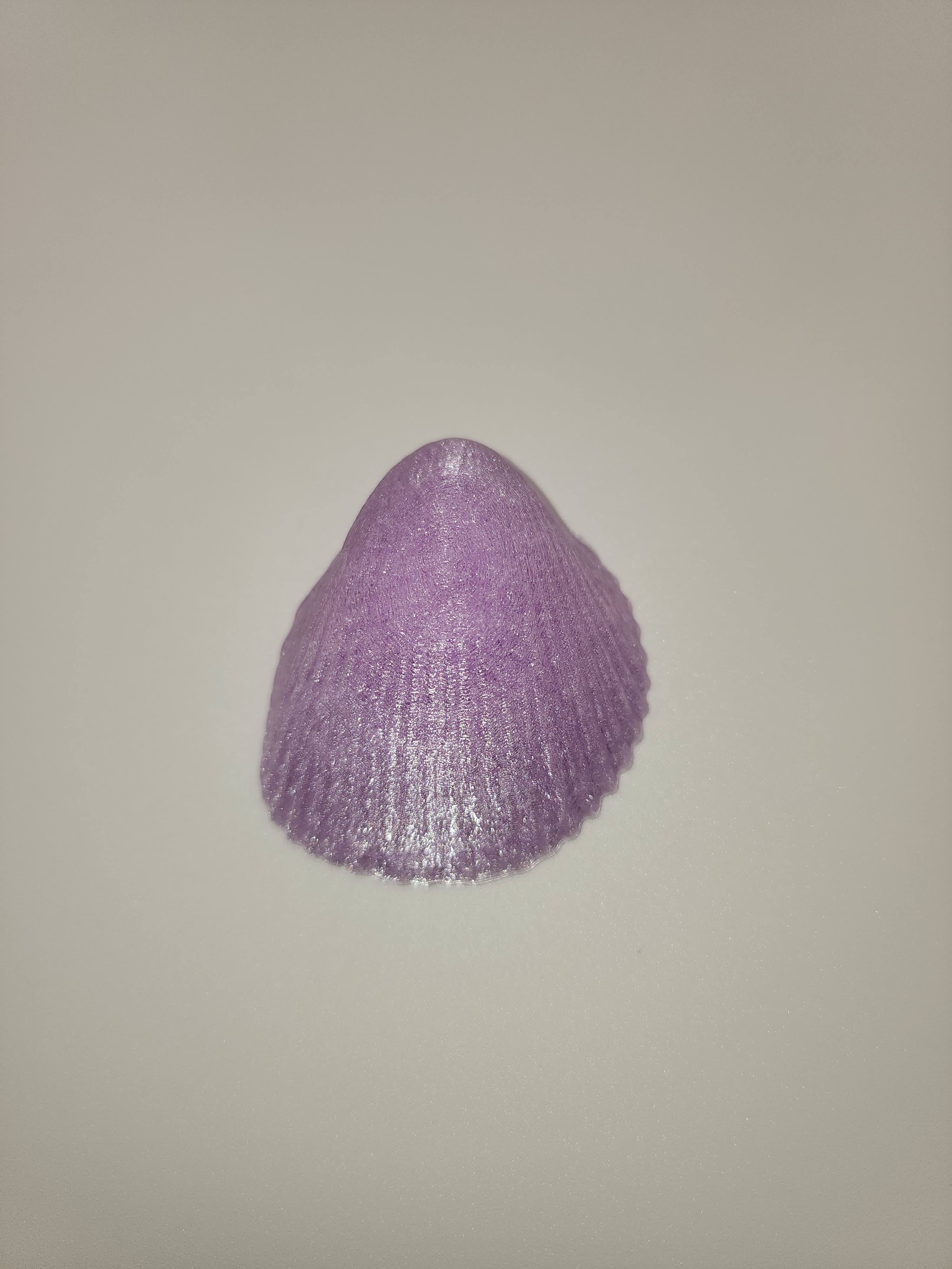 Shell Magnet