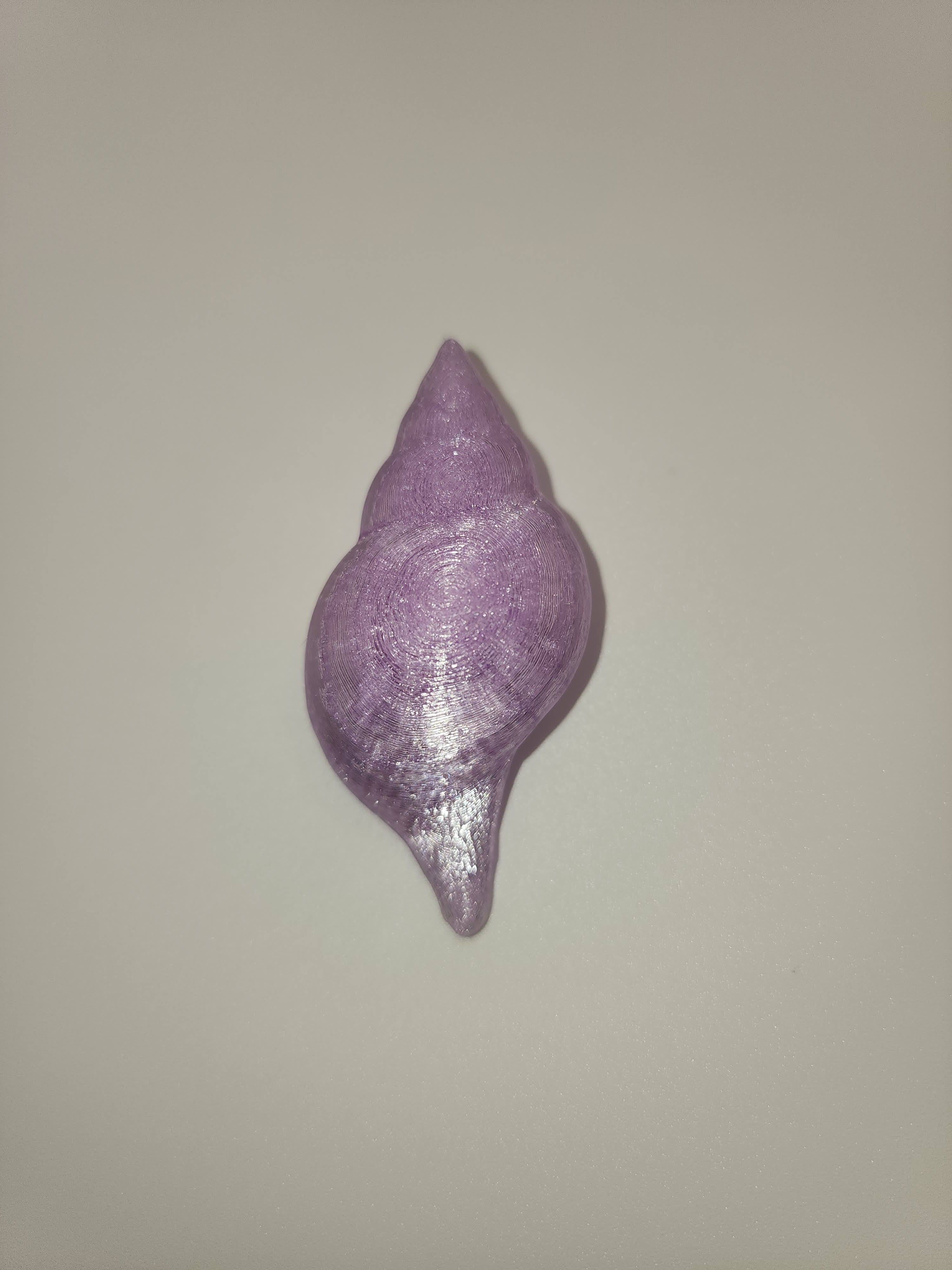 Shell Magnet
