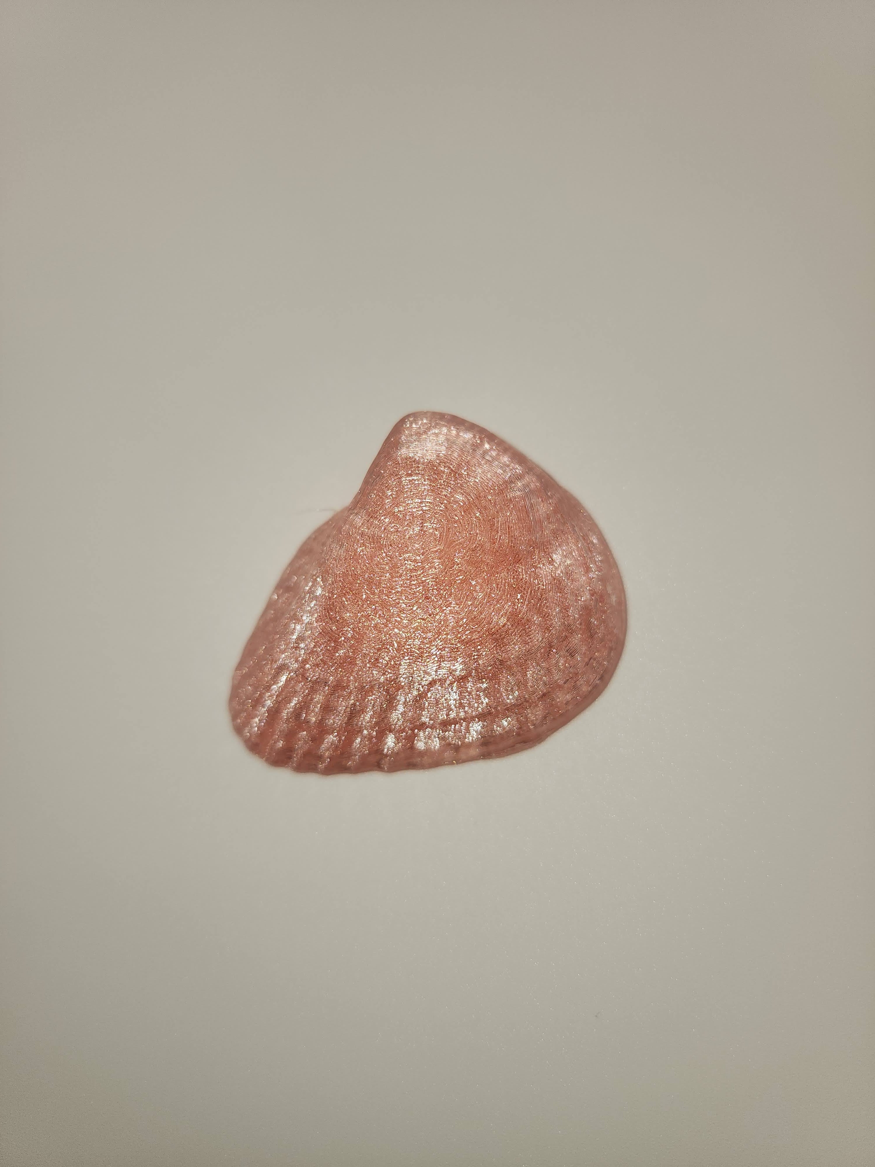 Shell Magnet