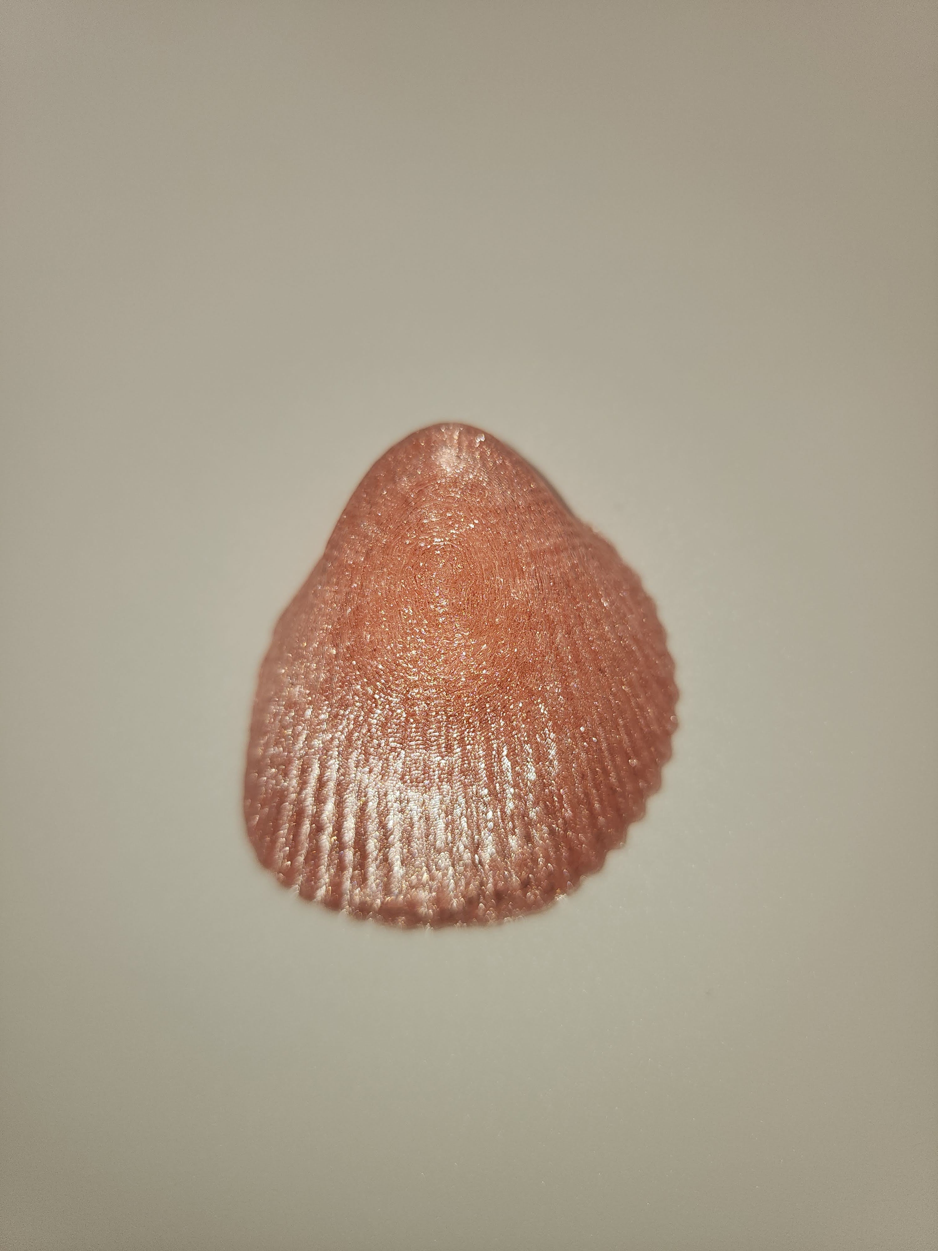 Shell Magnet