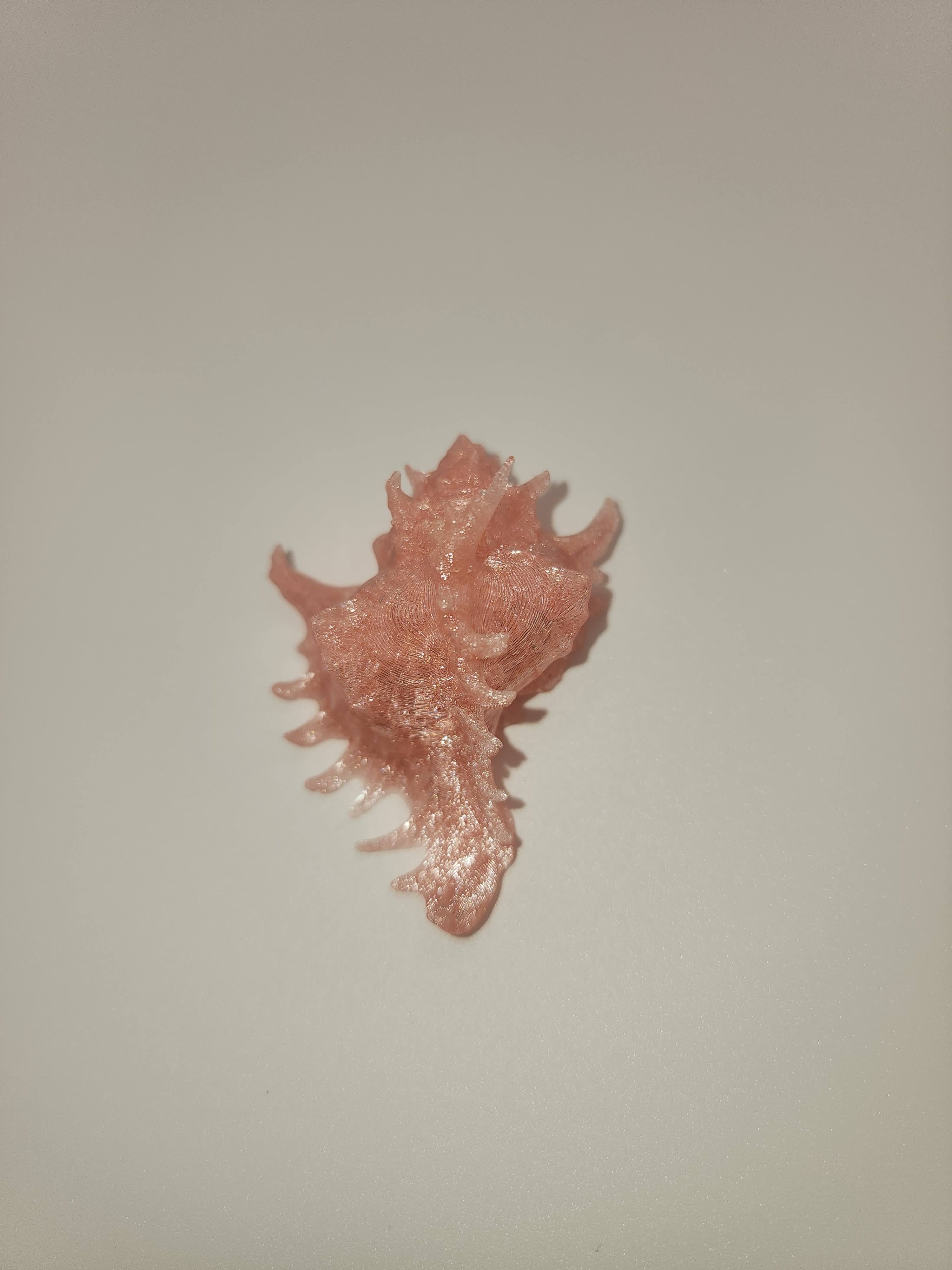 Shell Magnet