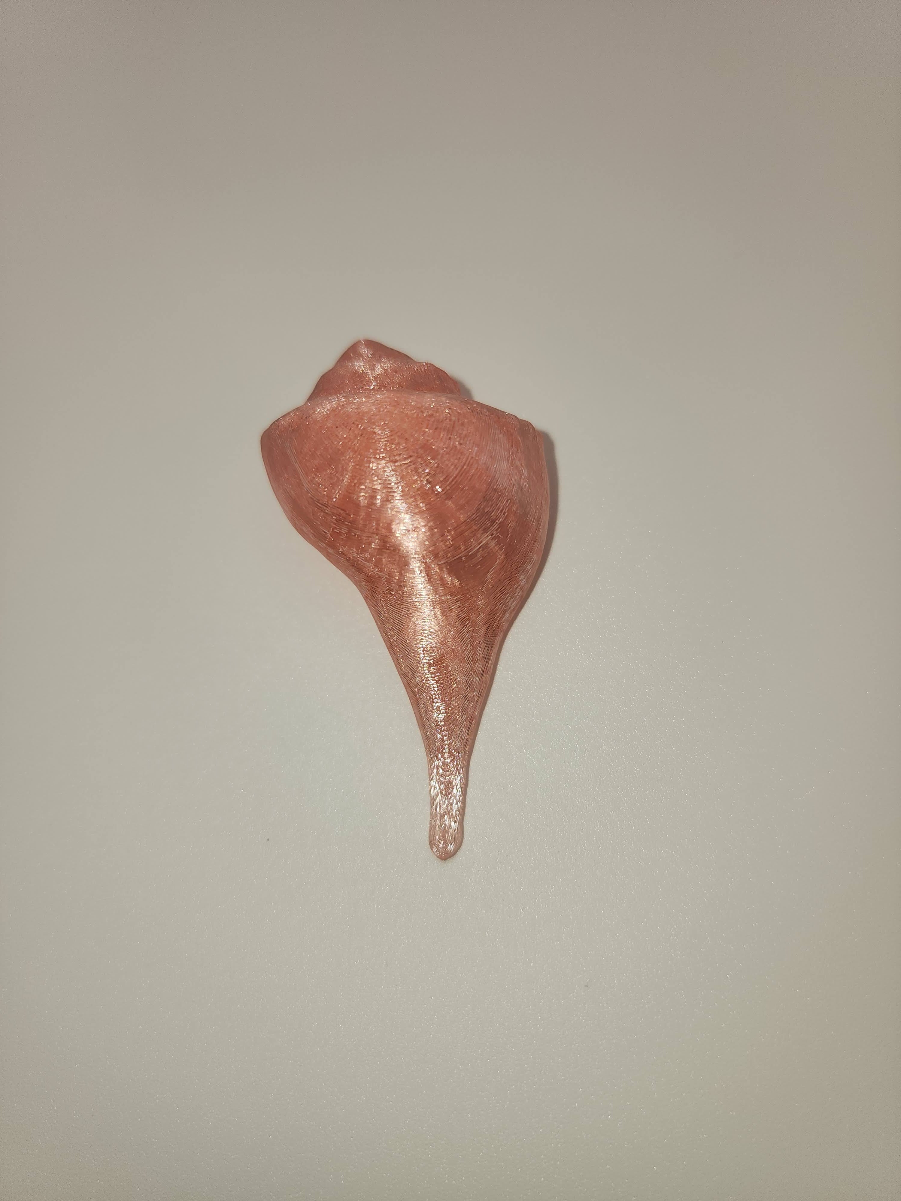 Shell Magnet