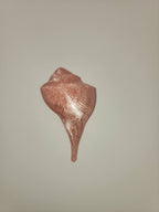 Shell Magnet