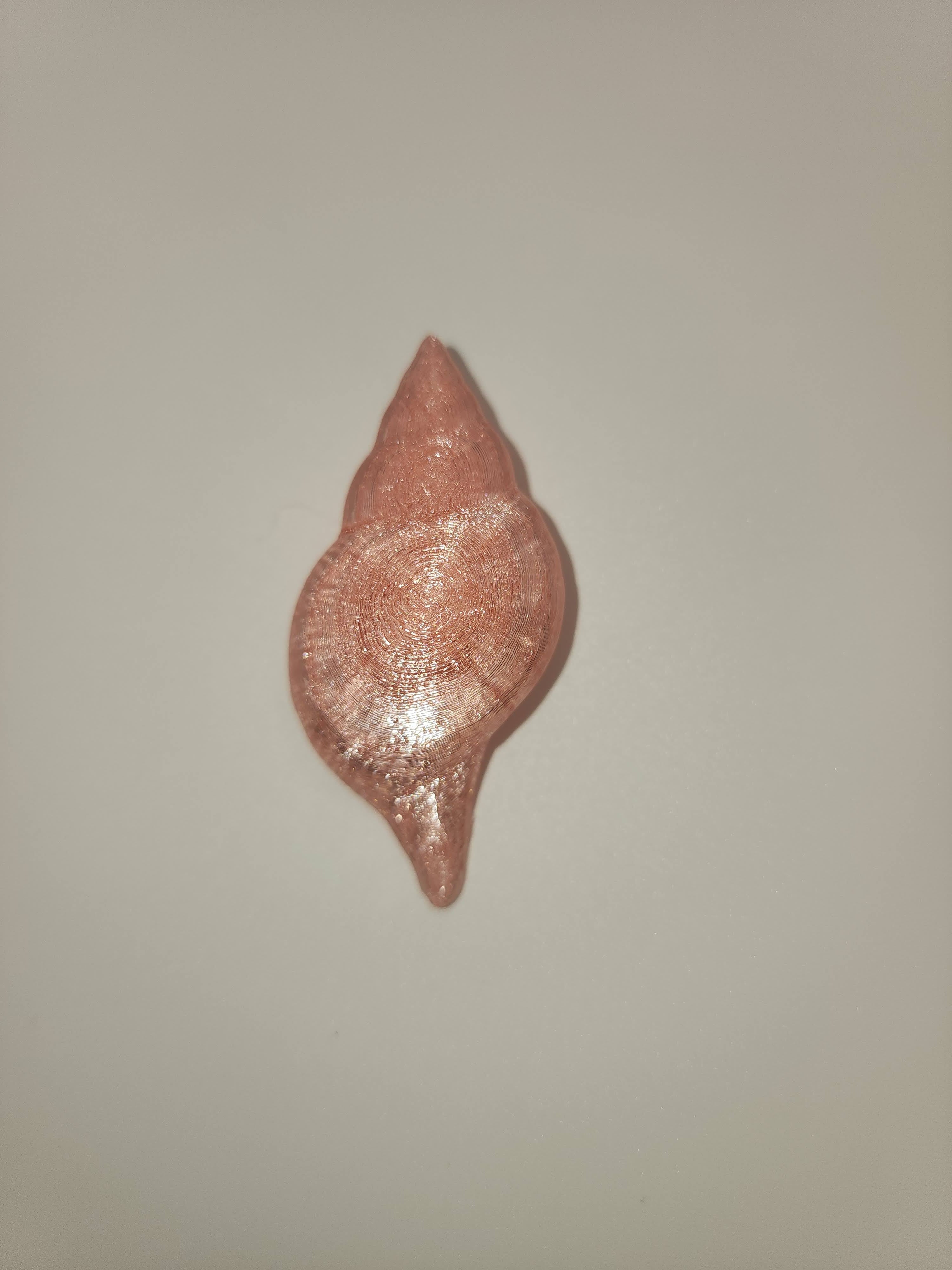 Shell Magnet