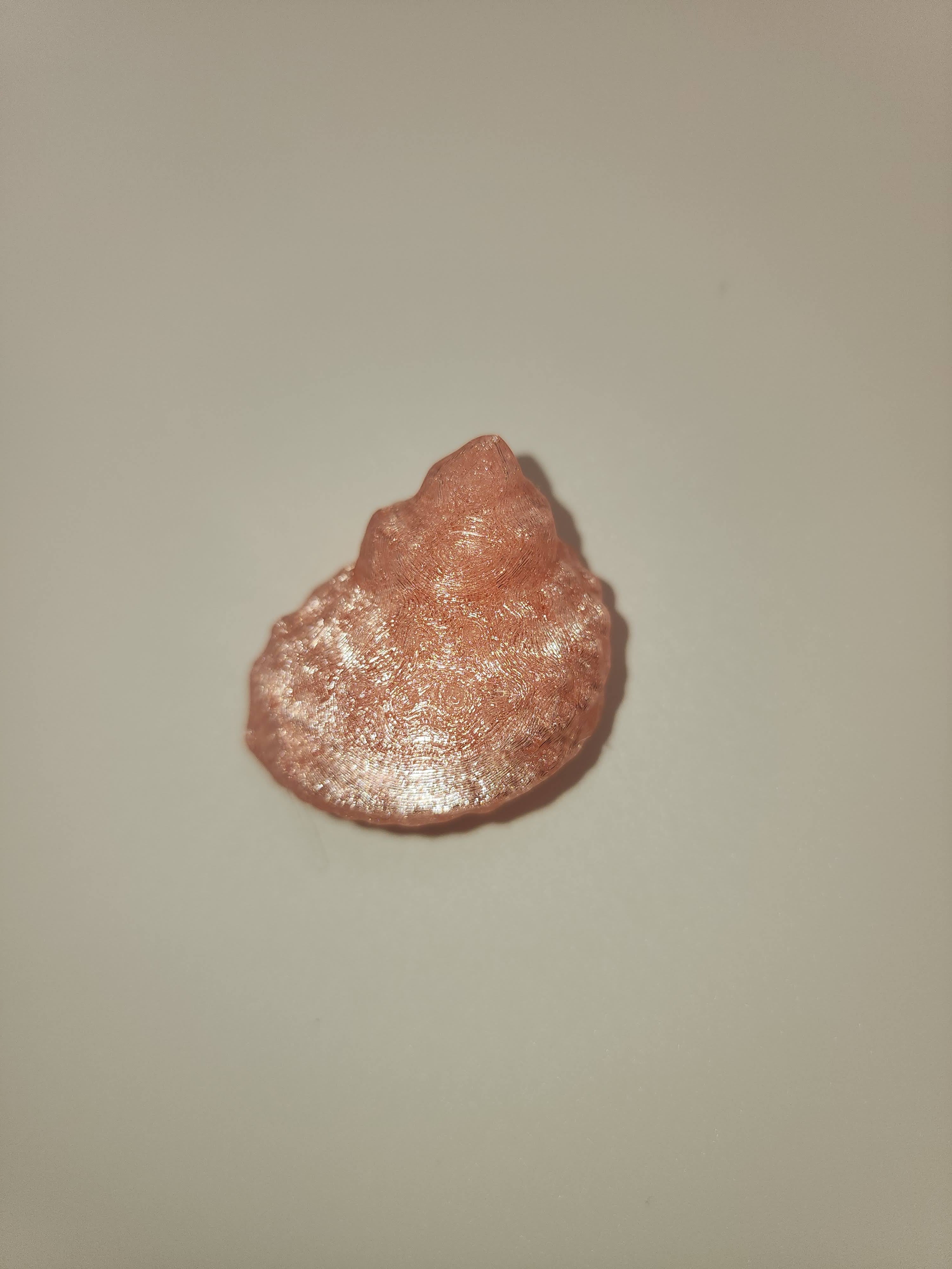 Shell Magnet