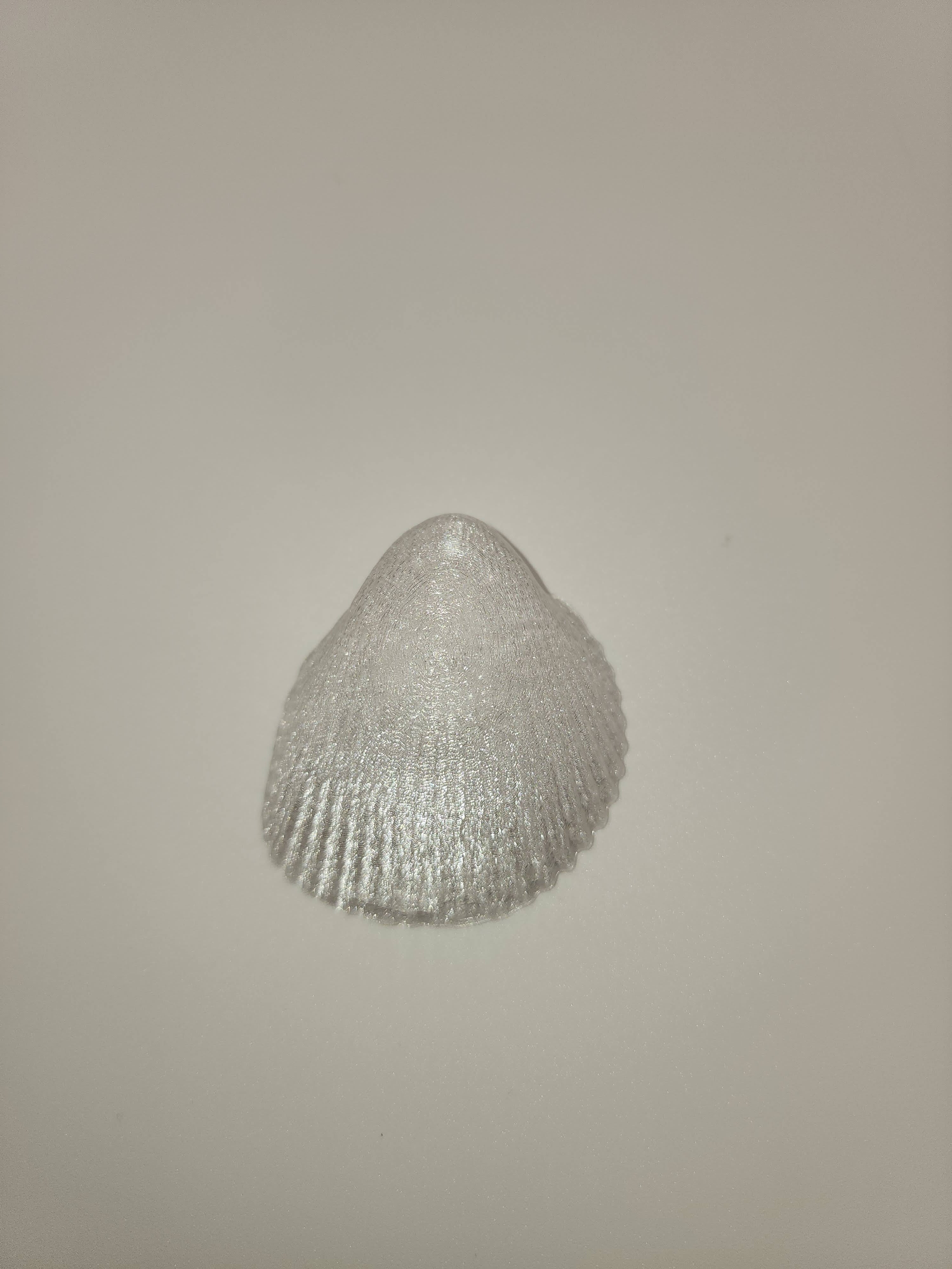 Shell Magnet