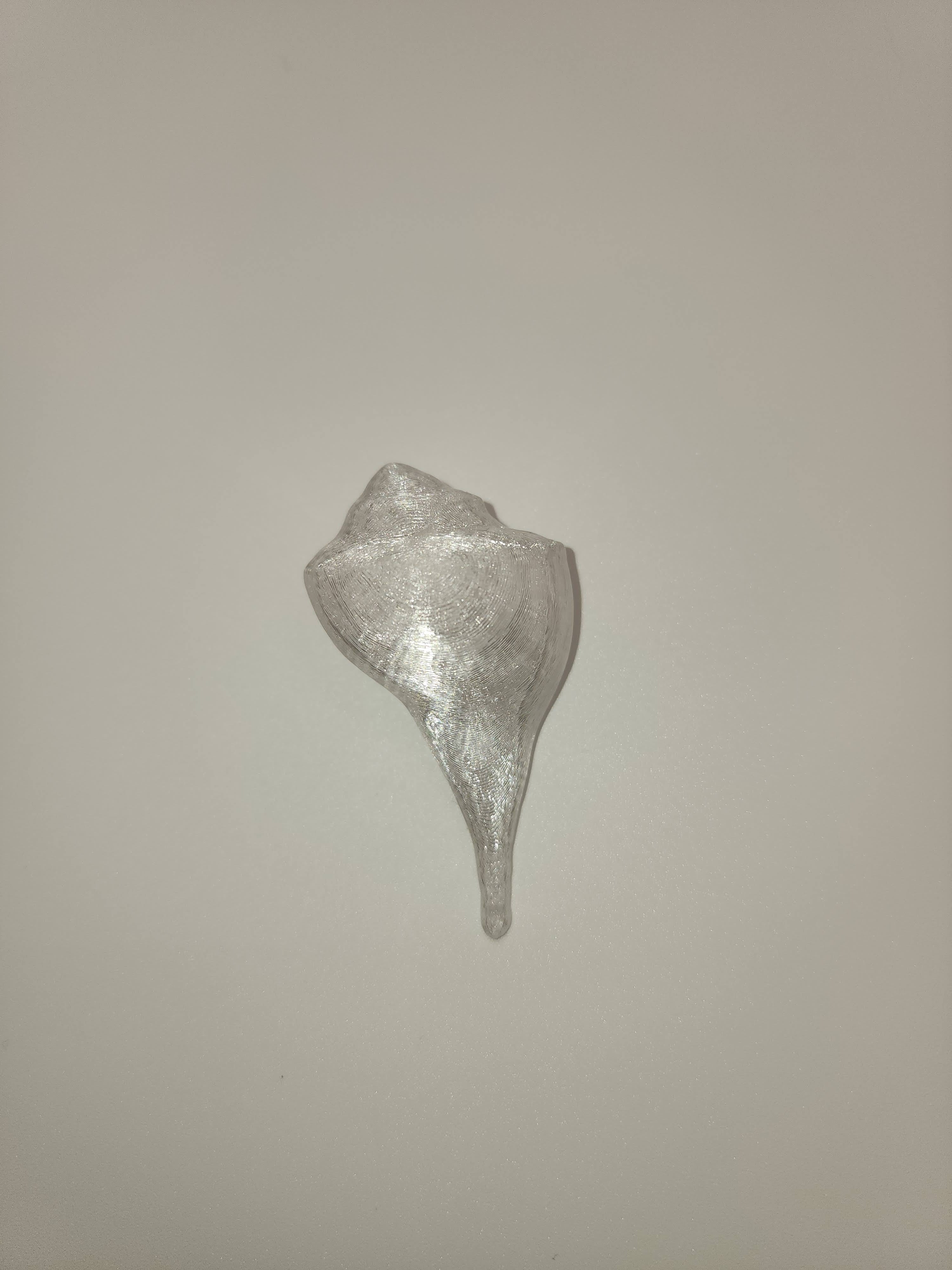 Shell Magnet