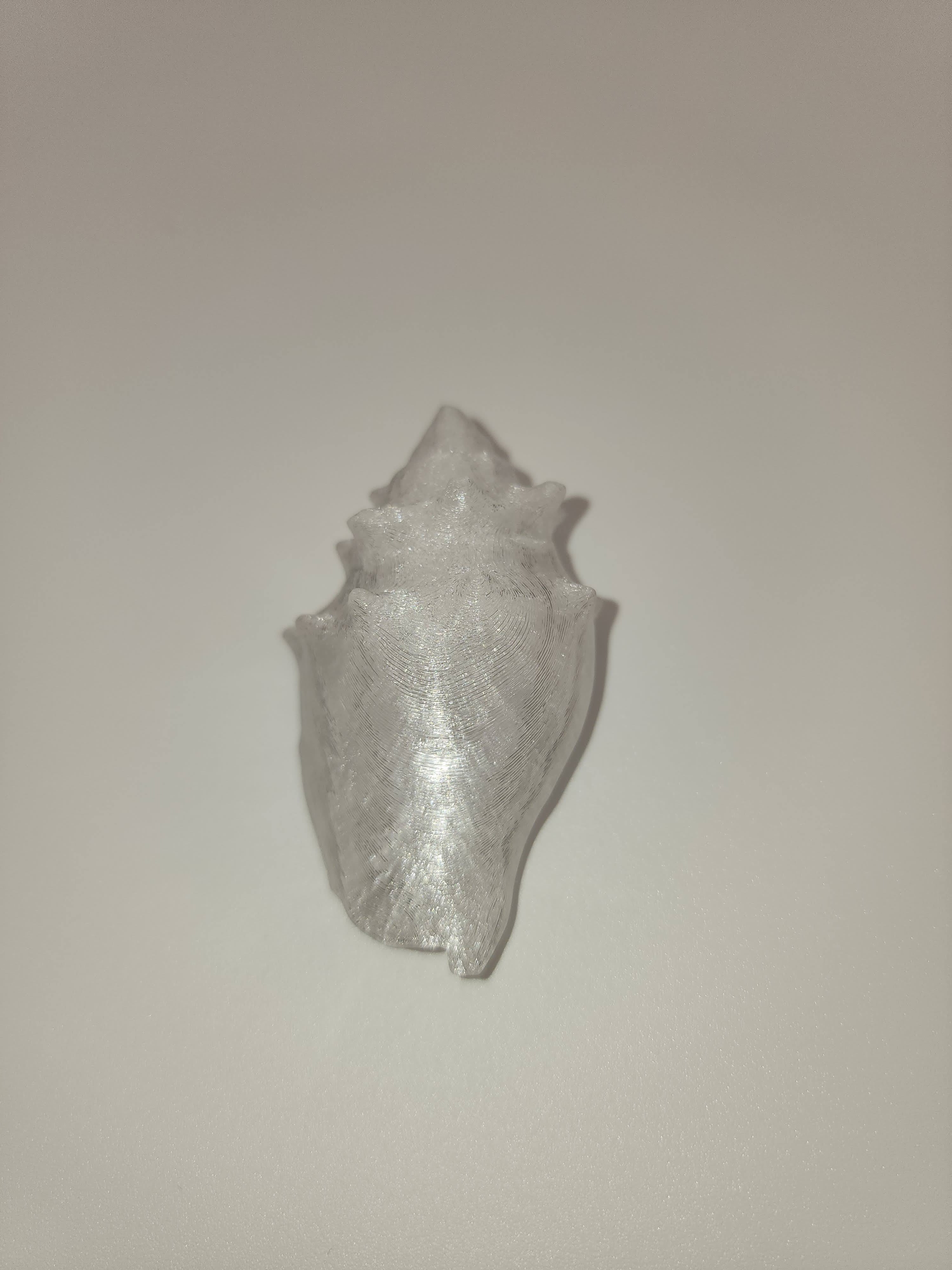Shell Magnet