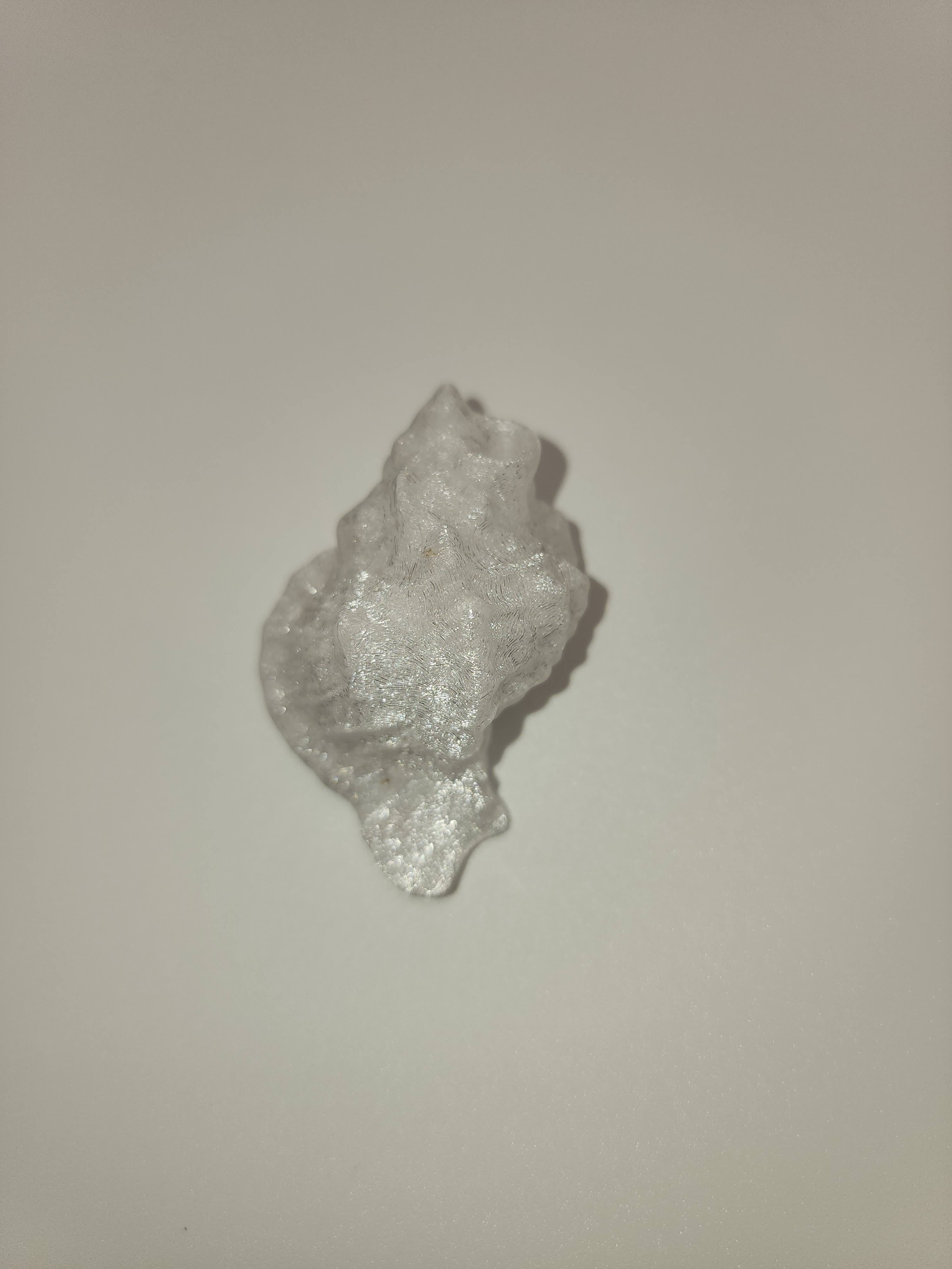 Shell Magnet