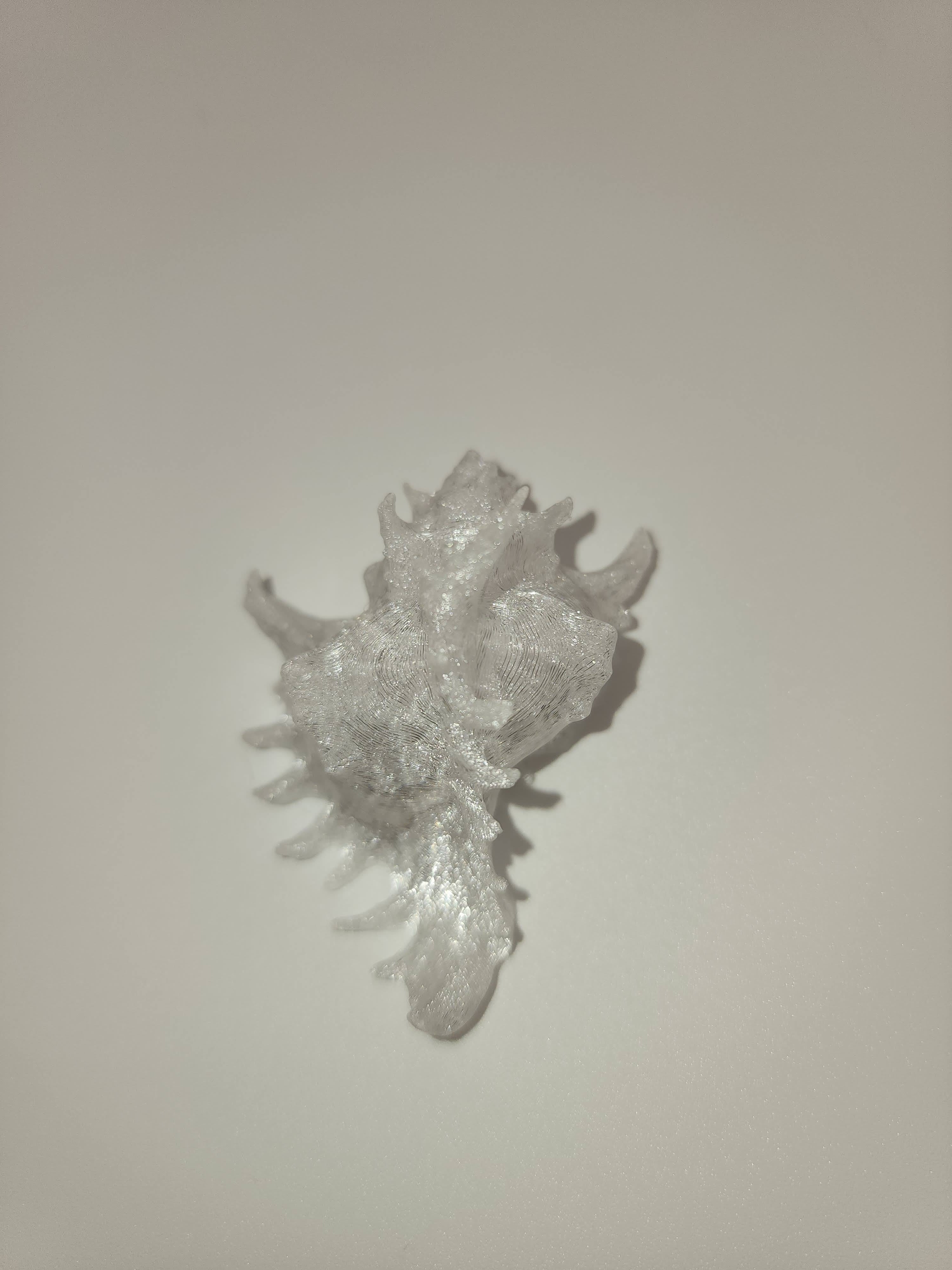 Shell Magnet