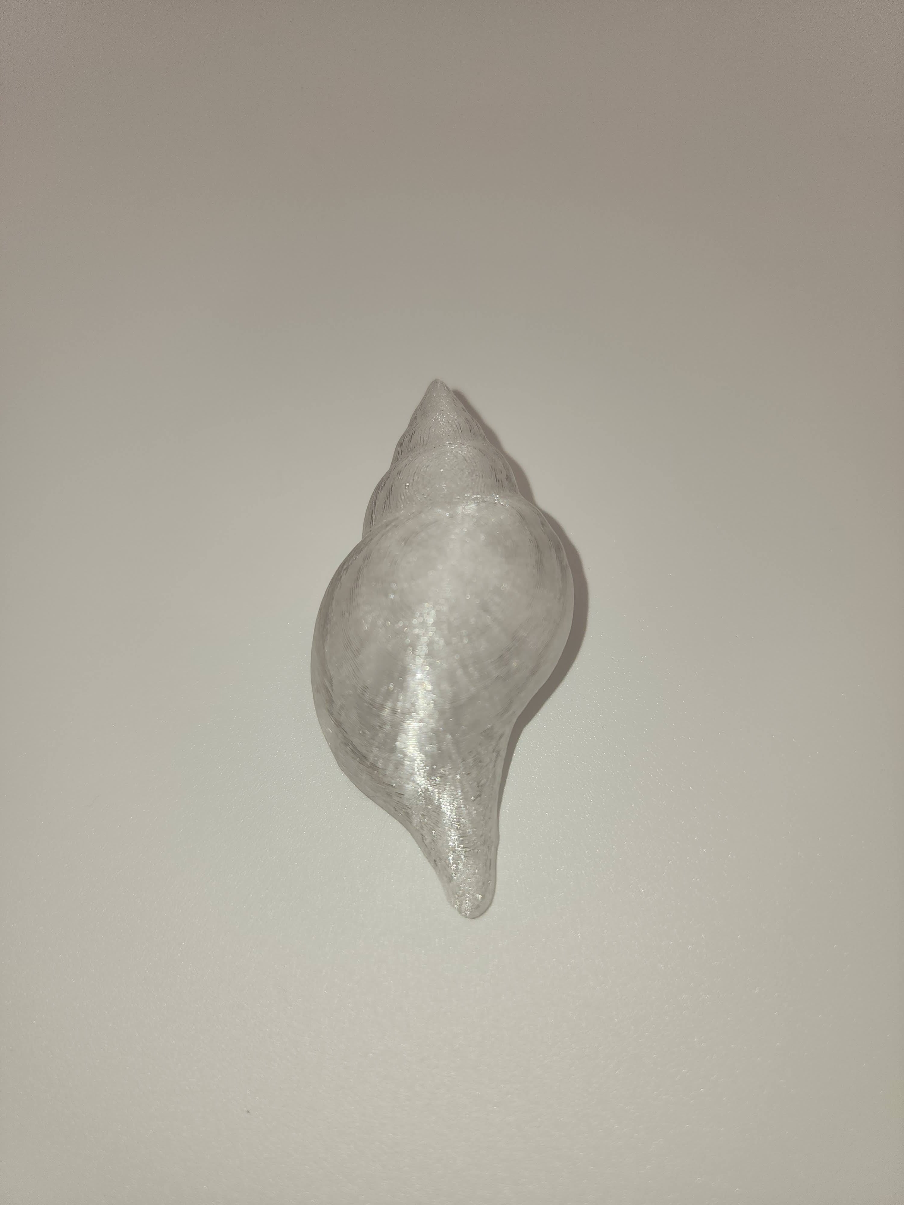Shell Magnet