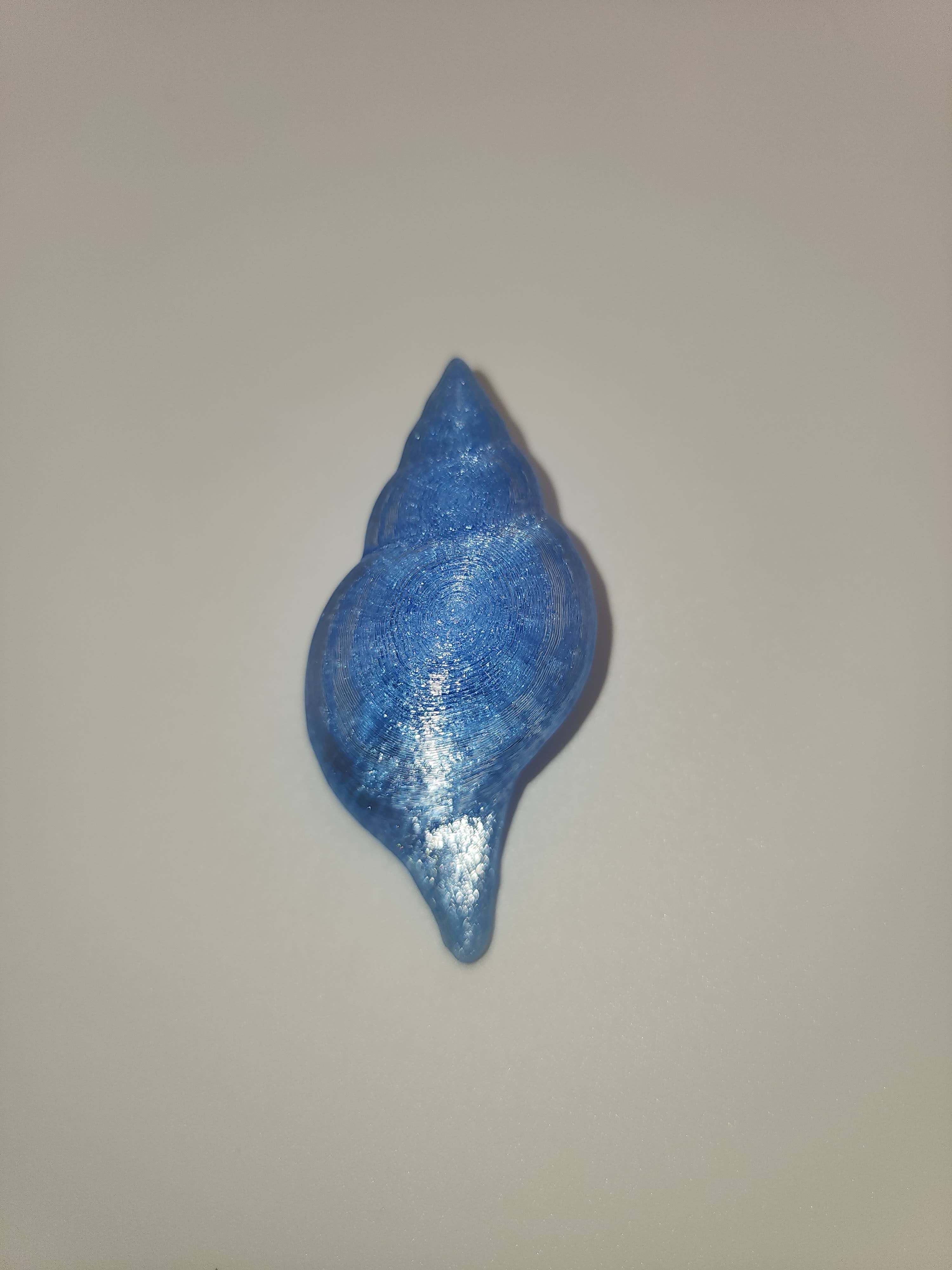 Shell Magnet