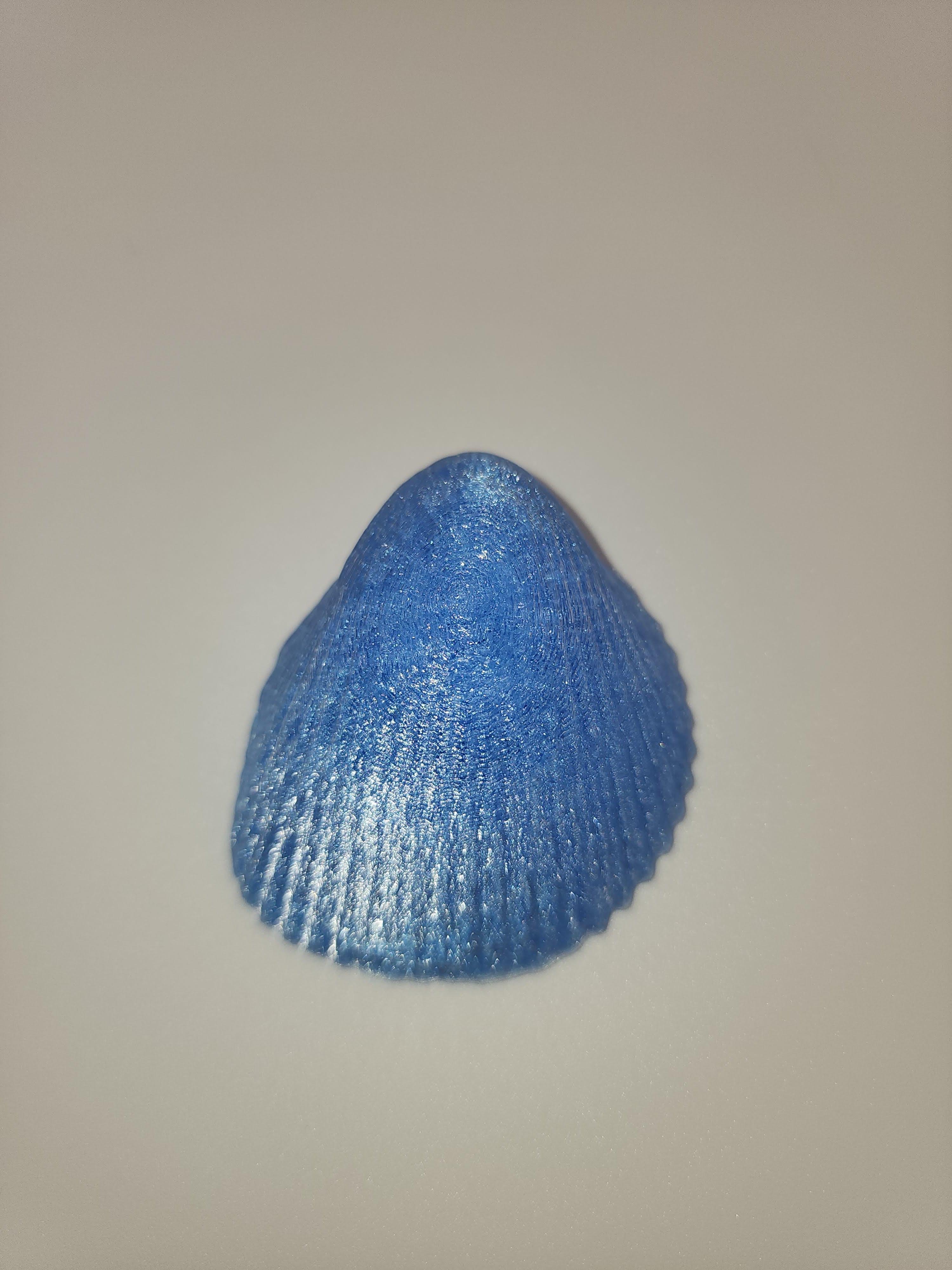 Shell Magnet