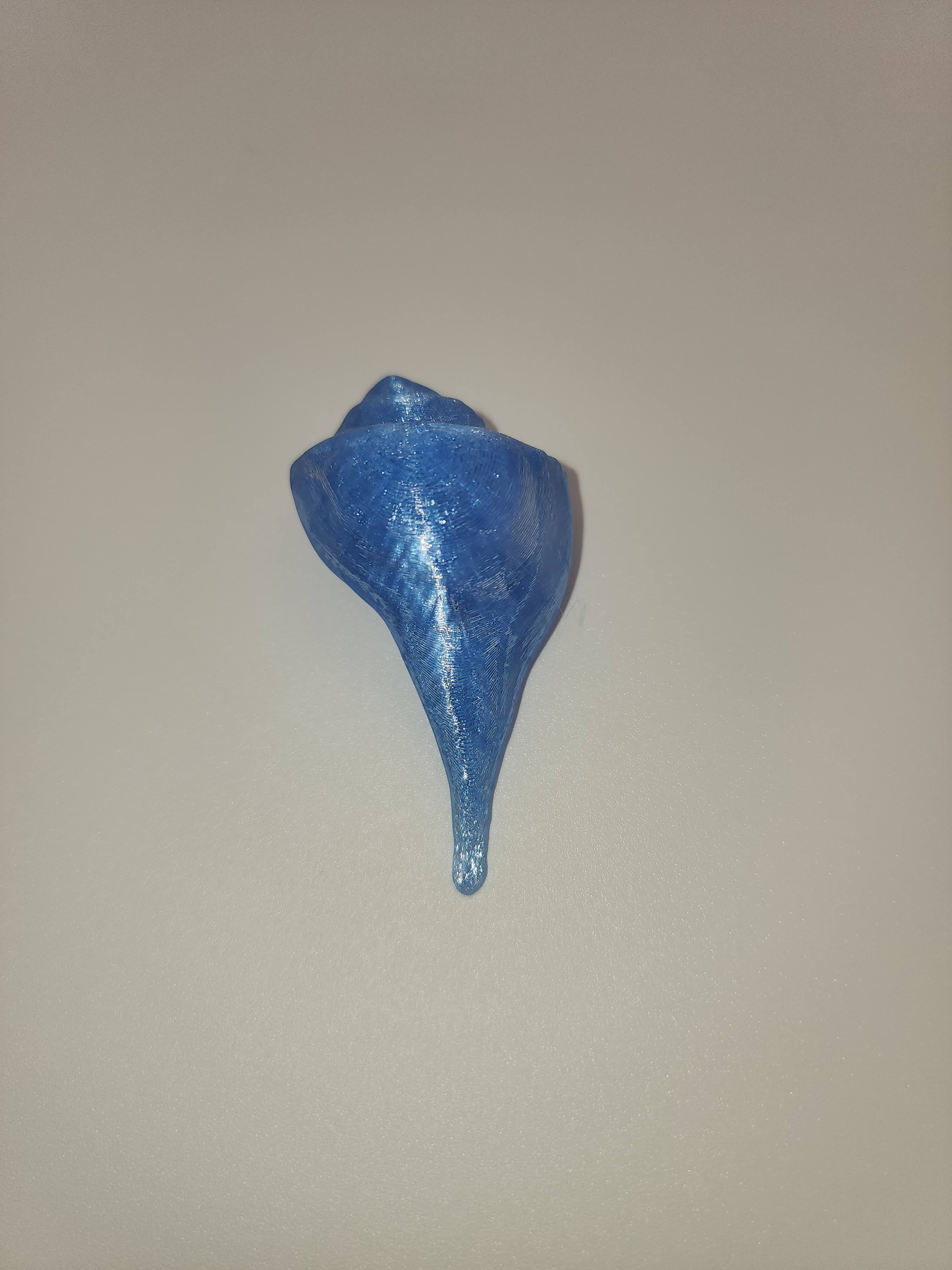 Shell Magnet