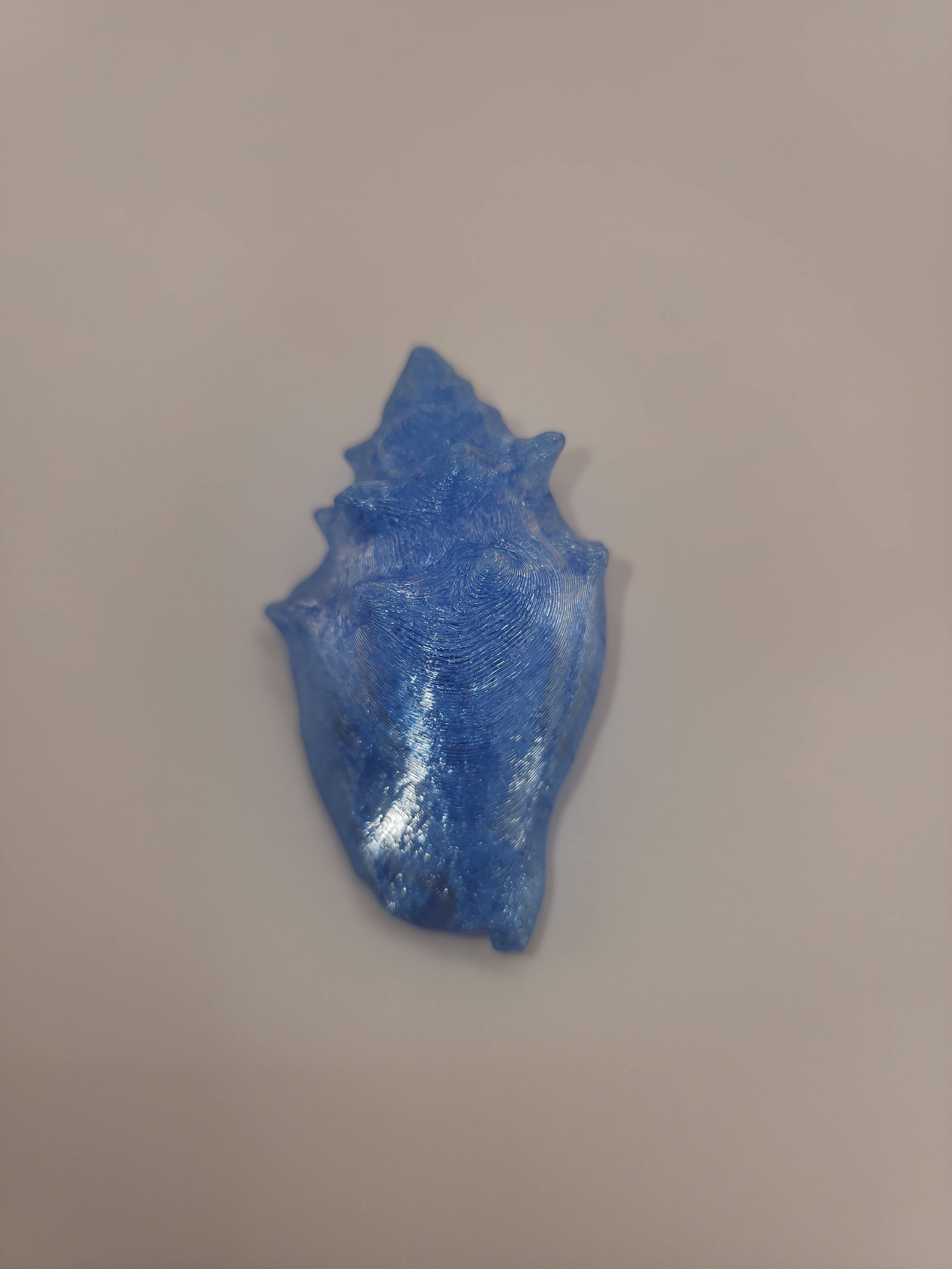 Shell Magnet