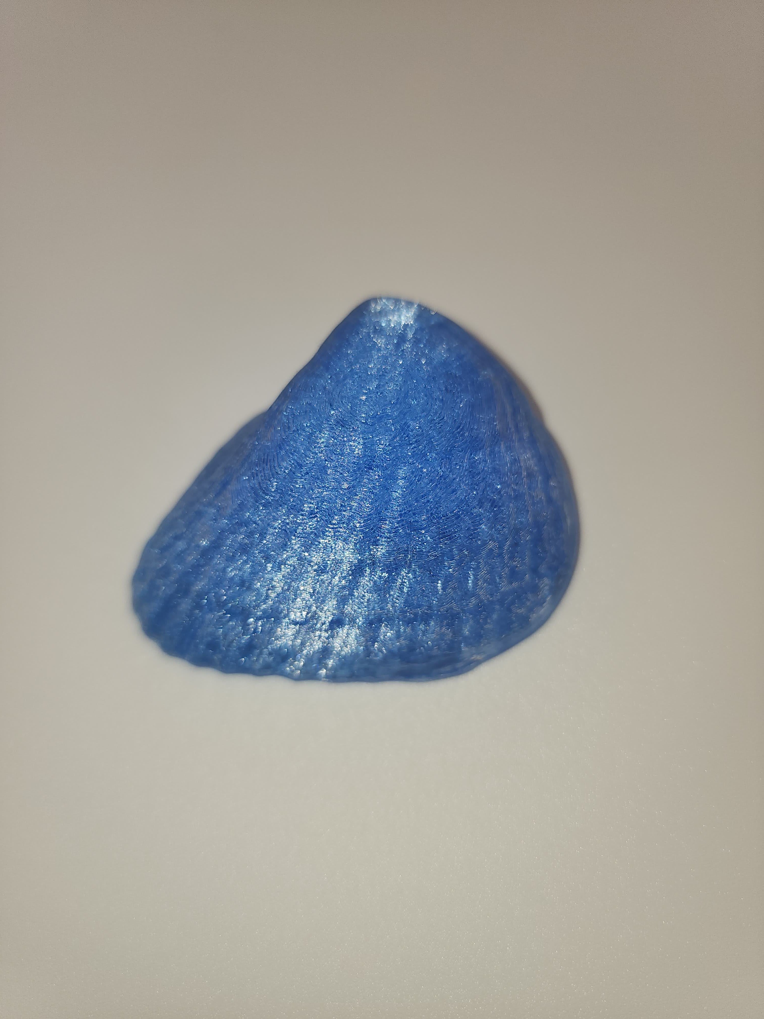Shell Magnet