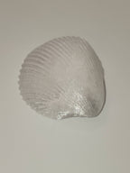 Shell Lights