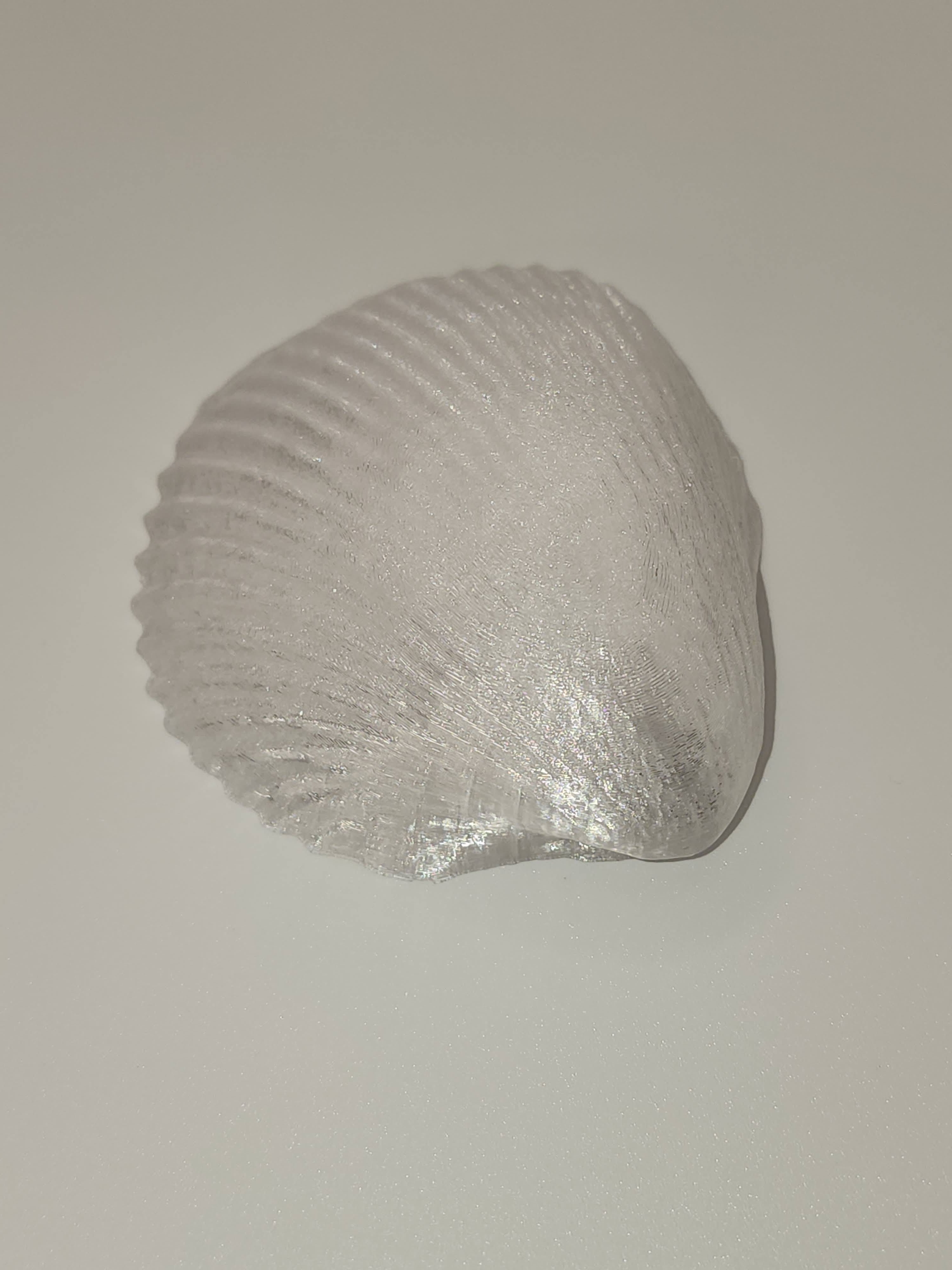 Shell Lights
