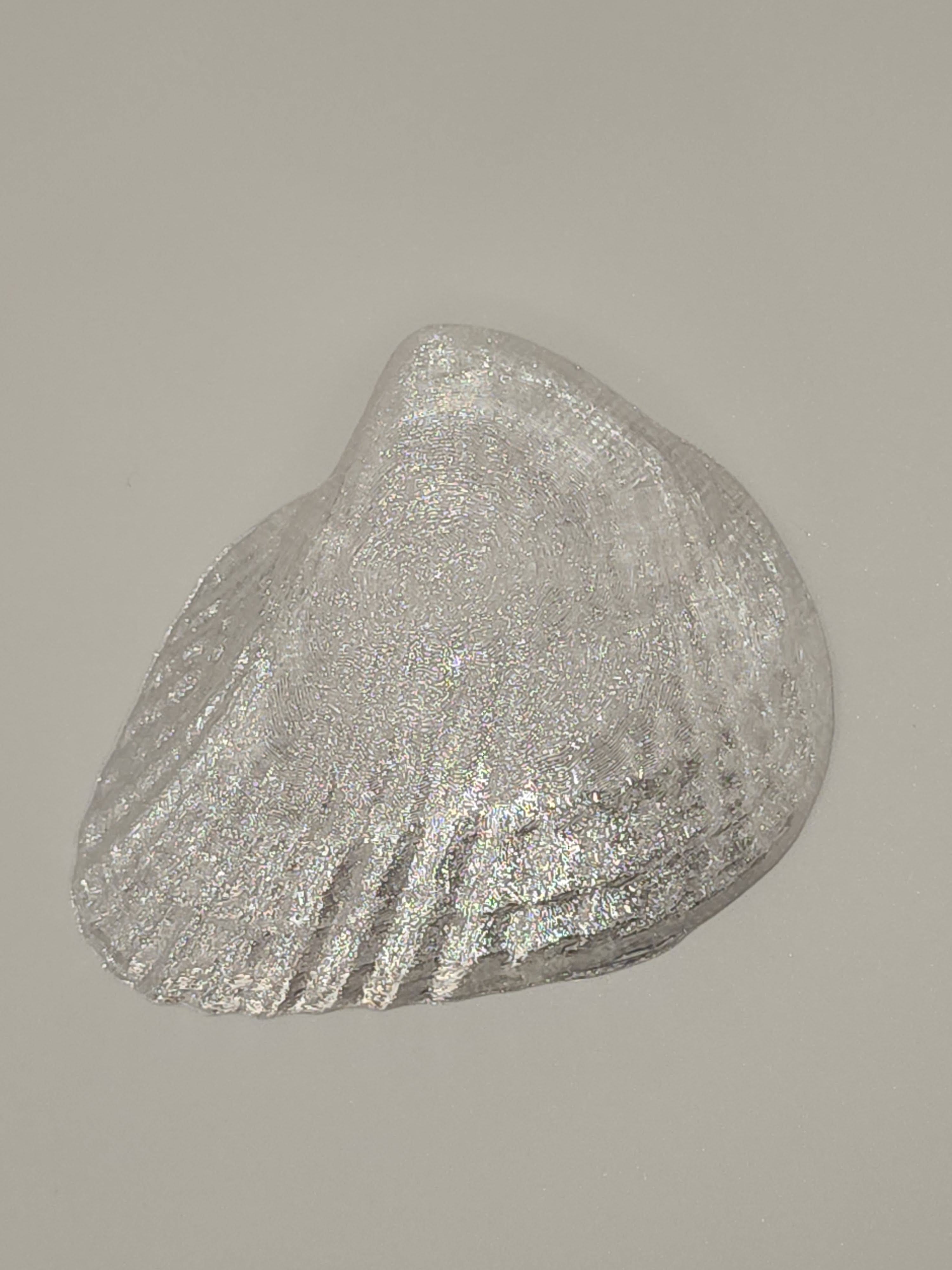 Shell Magnet