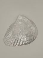 Shell Lights