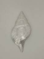Shell Lights