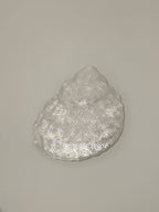 Shell Lights