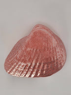 Shell Lights
