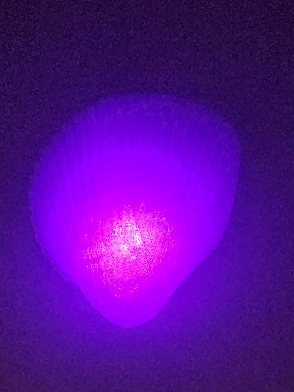 Shell Lights