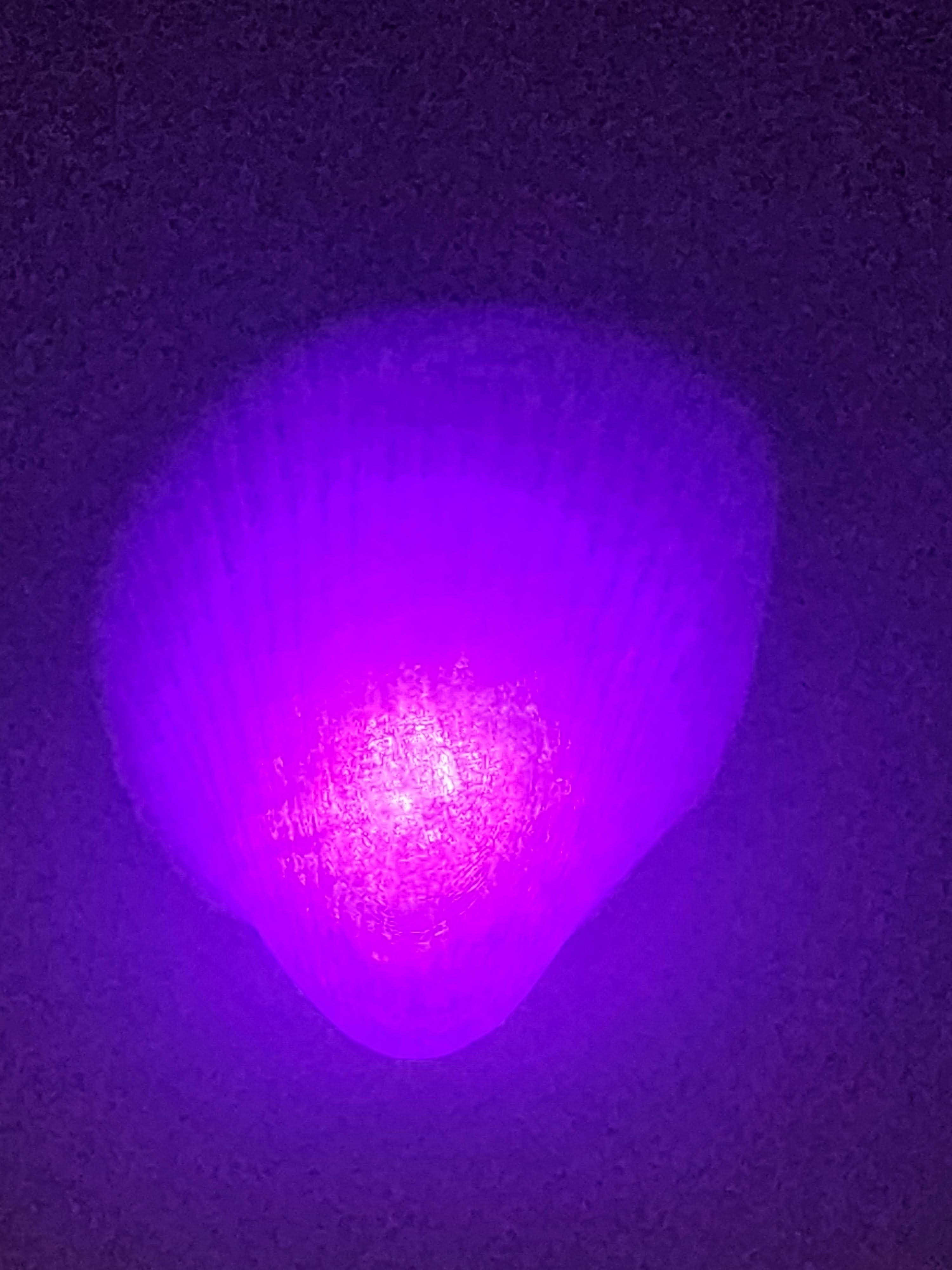 Shell Lights