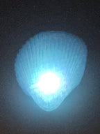 Shell Lights