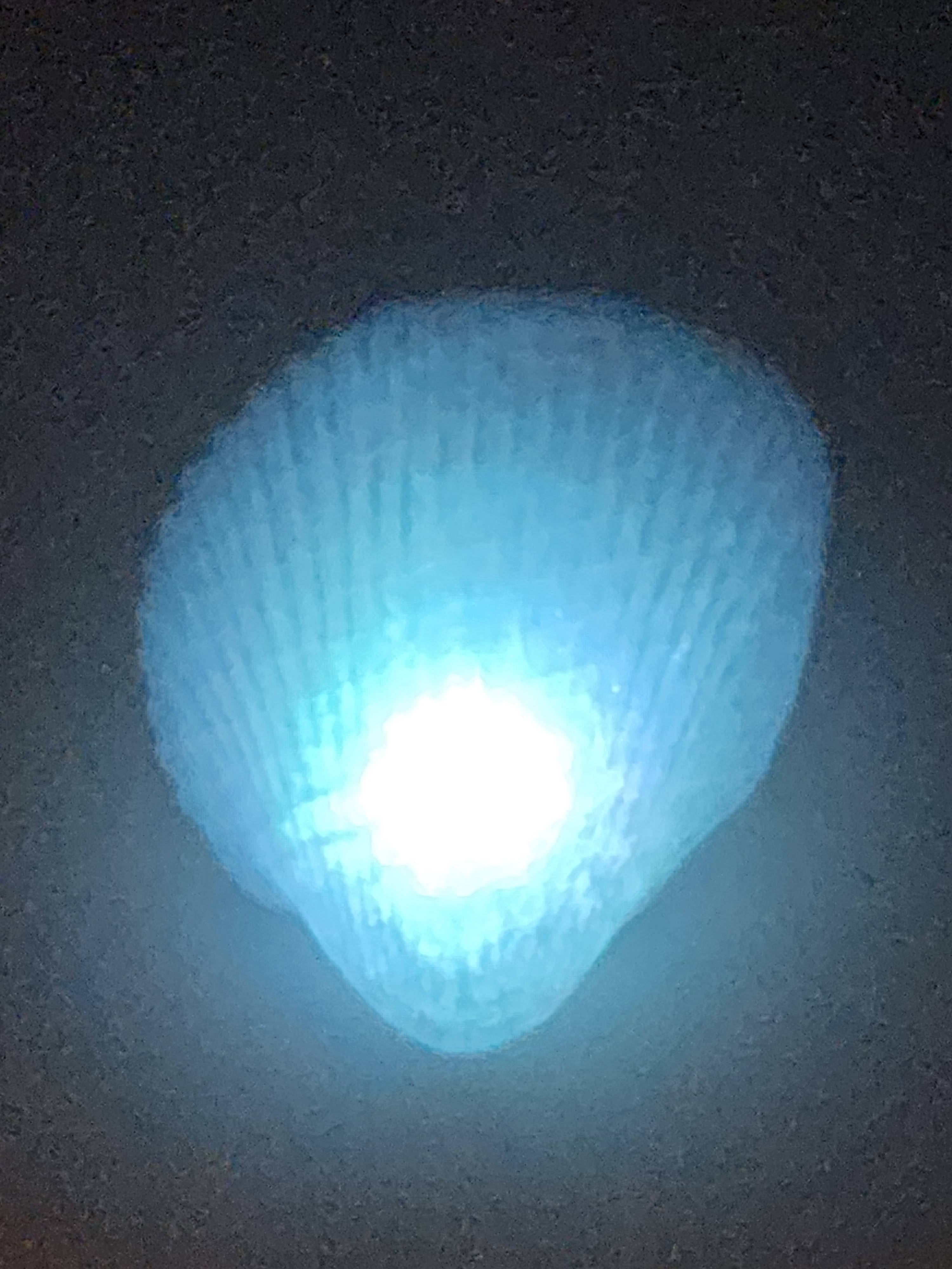 Shell Lights