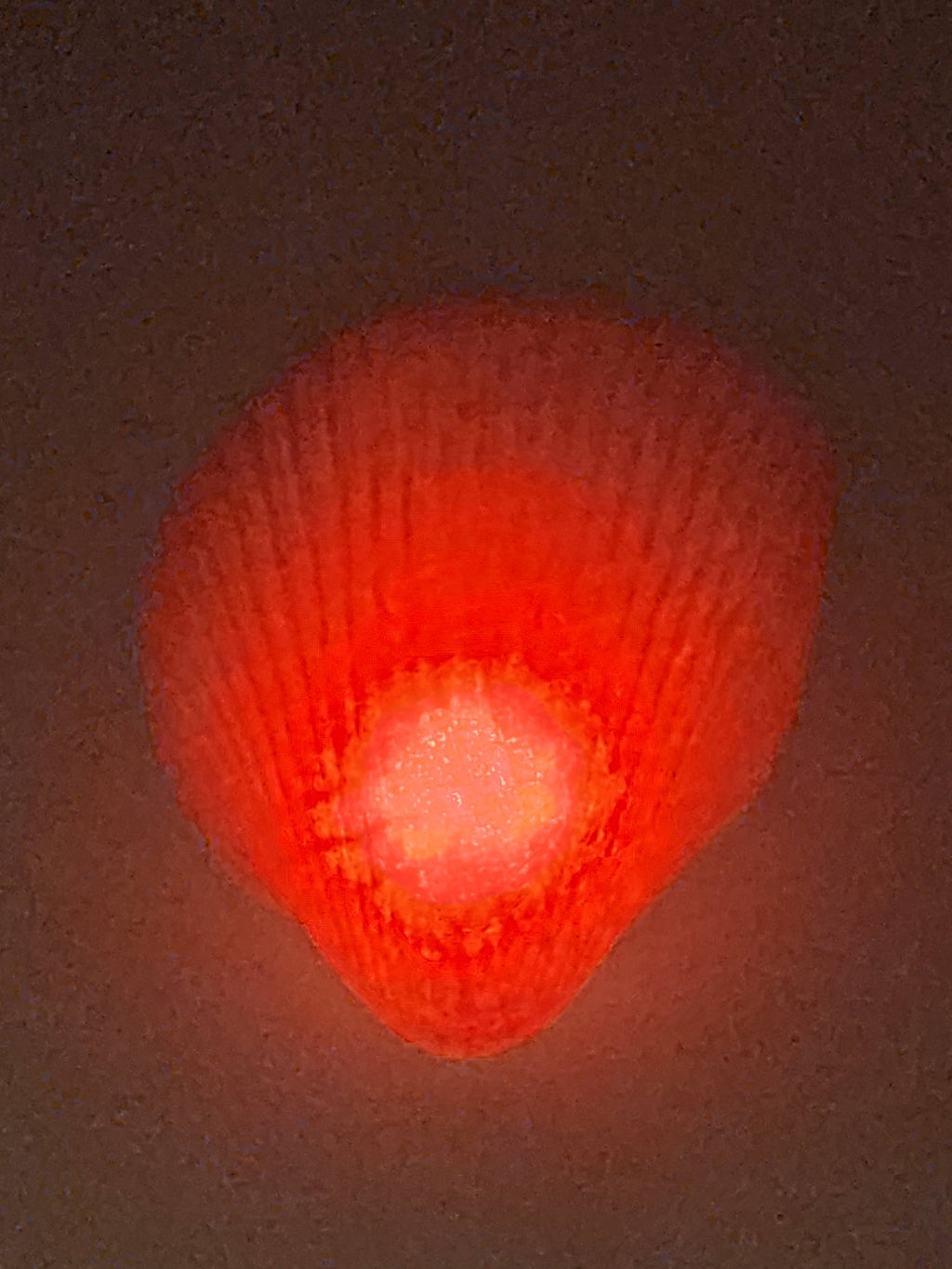 Shell Lights