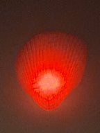 Shell Lights