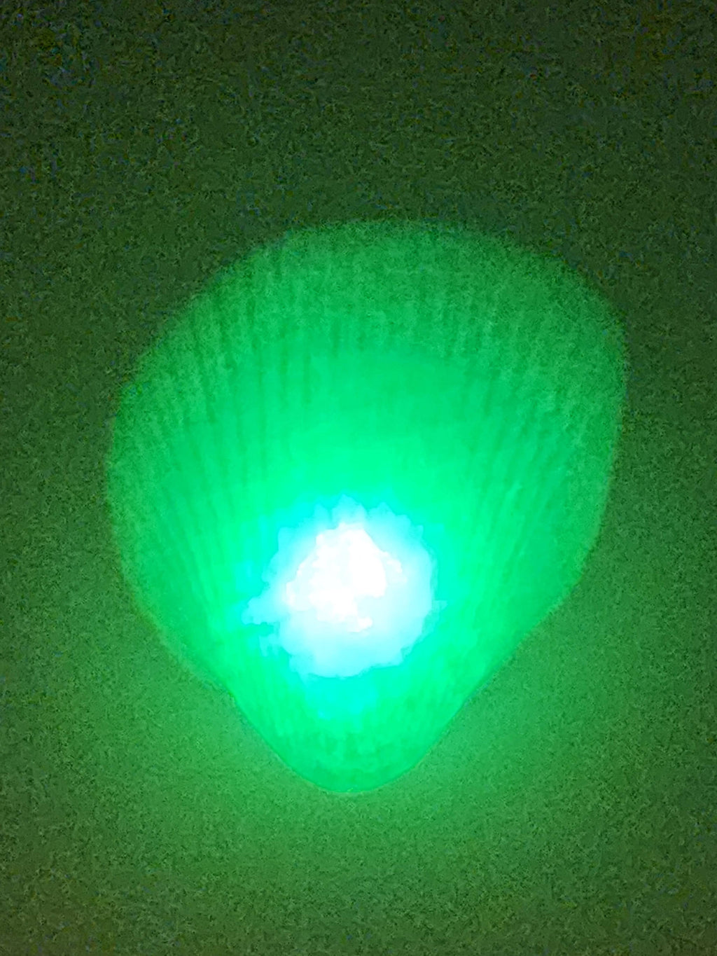 Shell Lights
