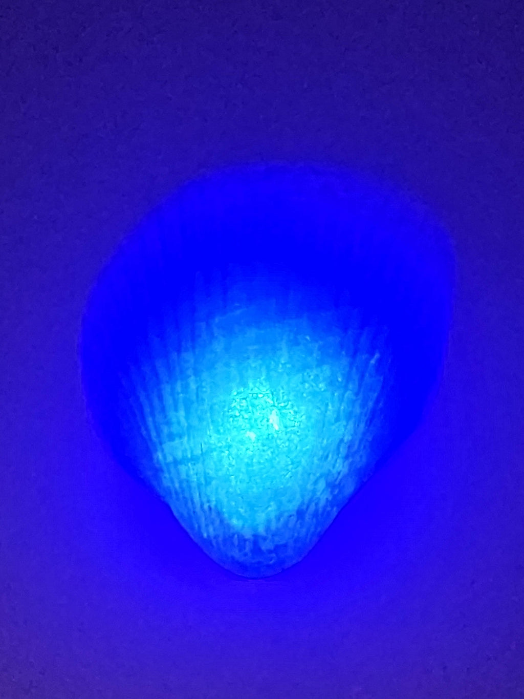 Shell Lights