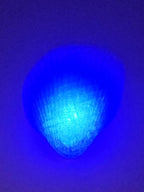 Shell Lights