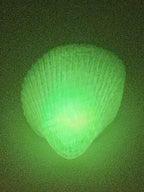 Shell Lights