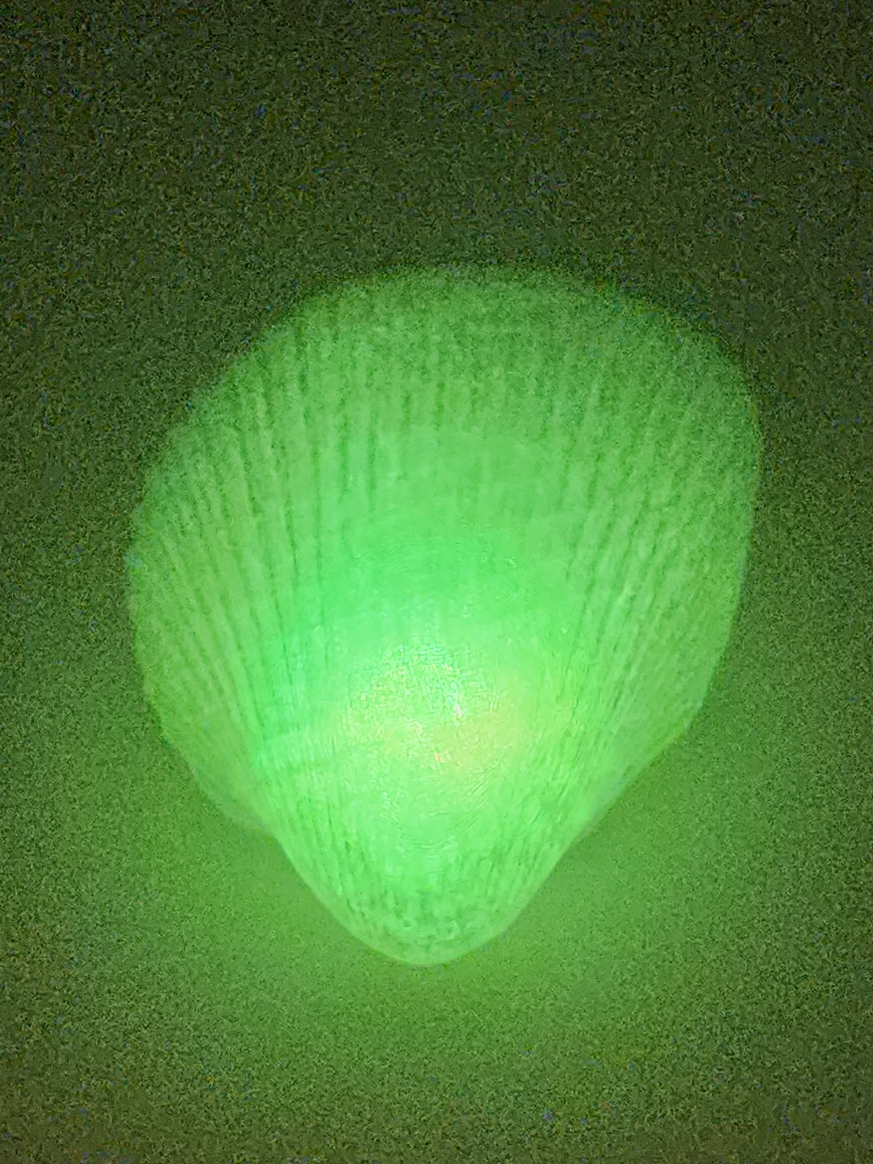 Shell Lights