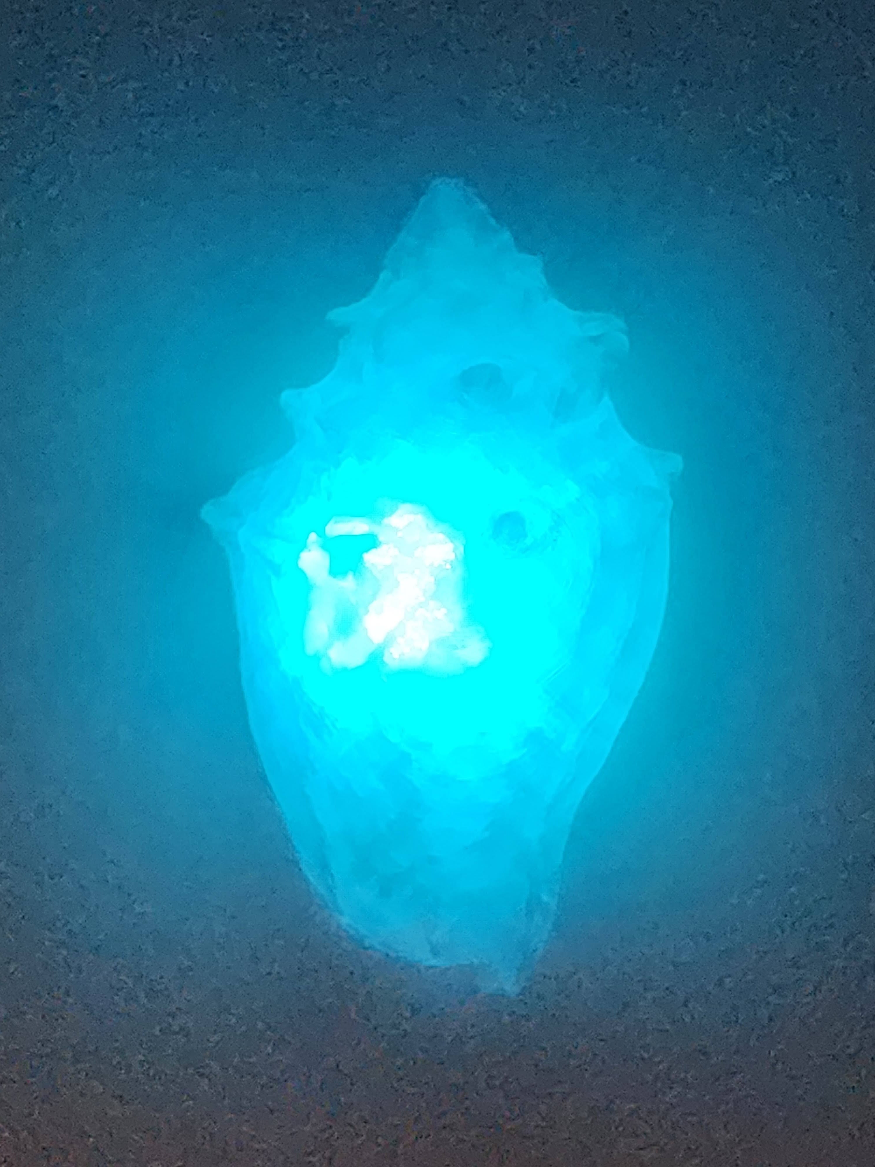 Shell Lights