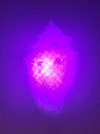 Shell Lights
