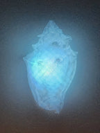 Shell Lights