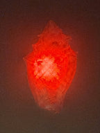 Shell Lights