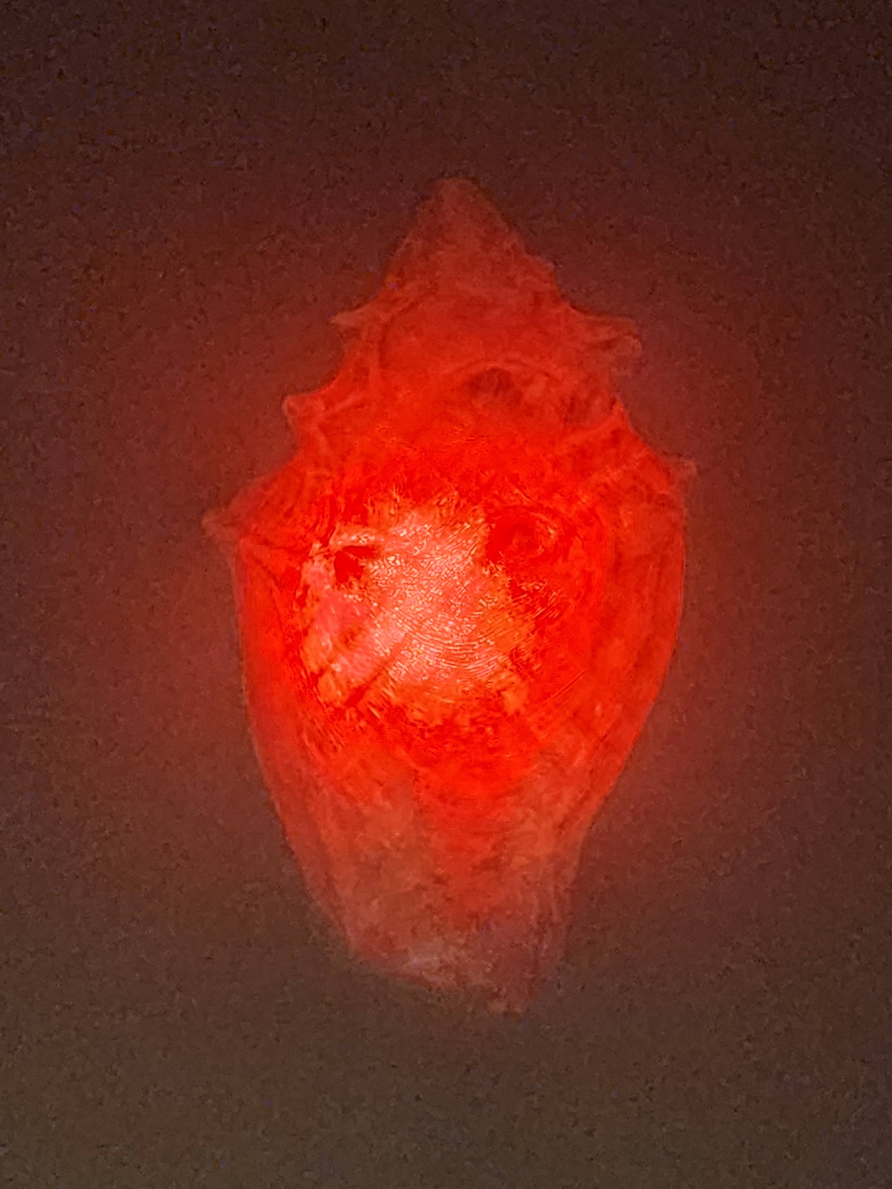 Shell Lights