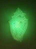 Shell Lights