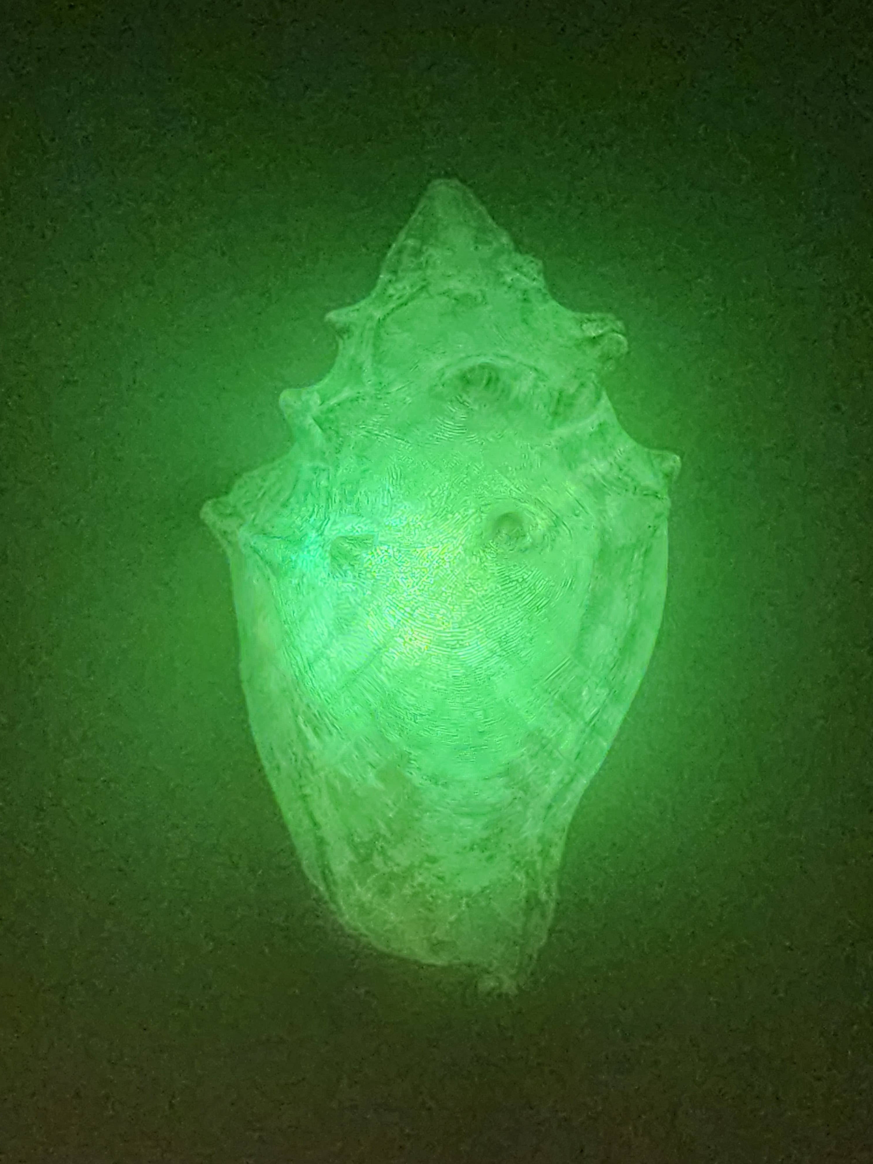 Shell Lights