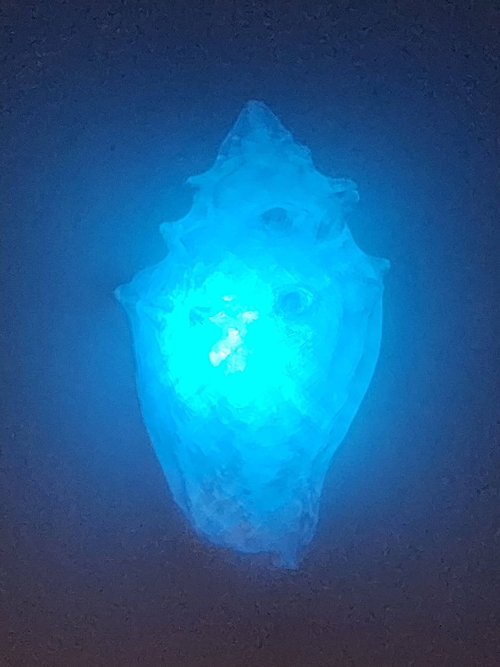 Shell Lights