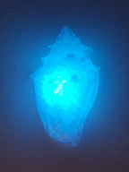 Shell Lights