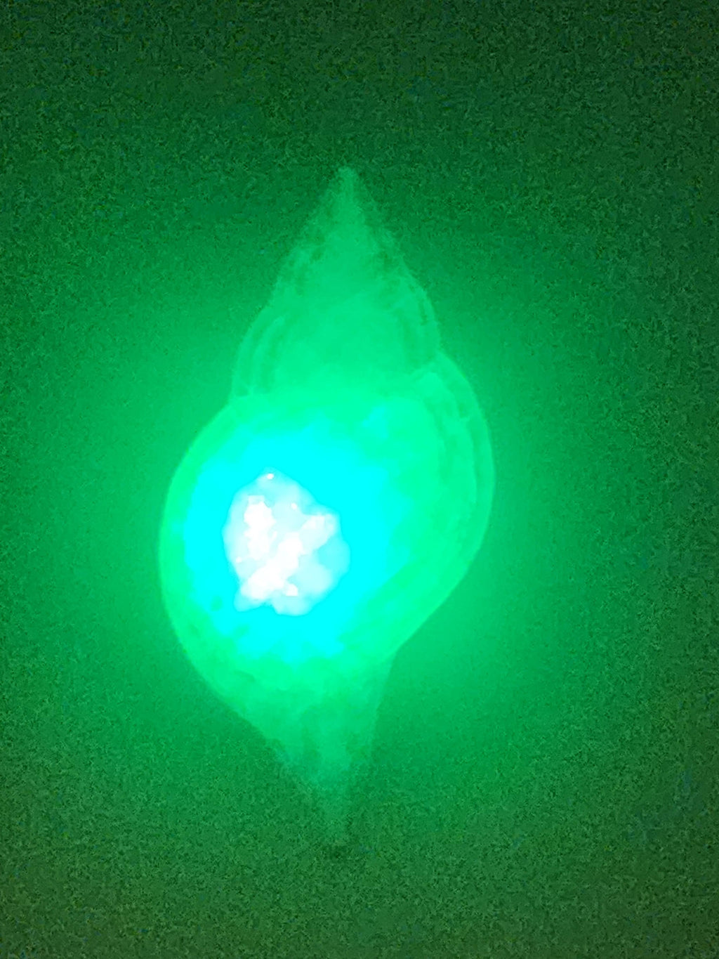 Shell Lights