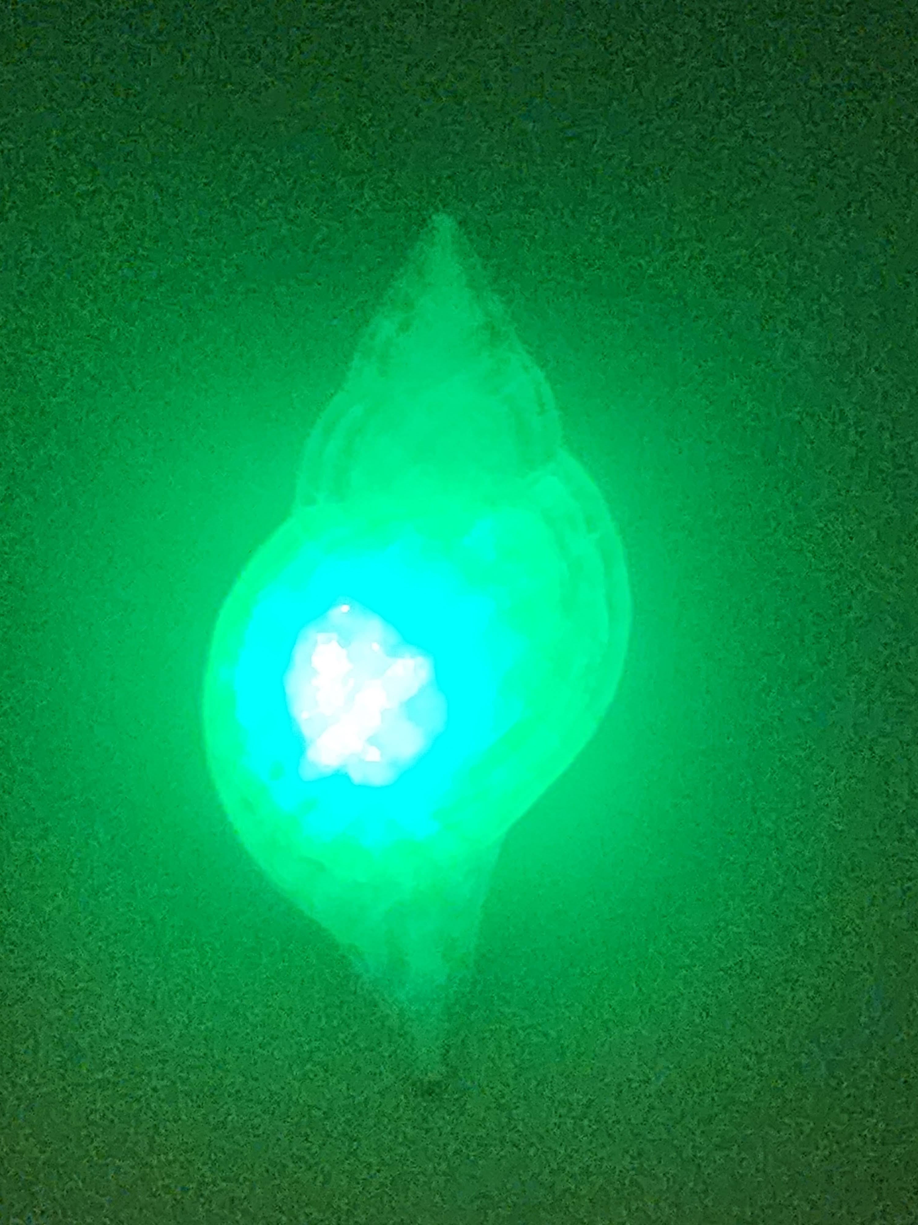 Shell Lights