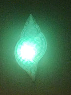 Shell Lights